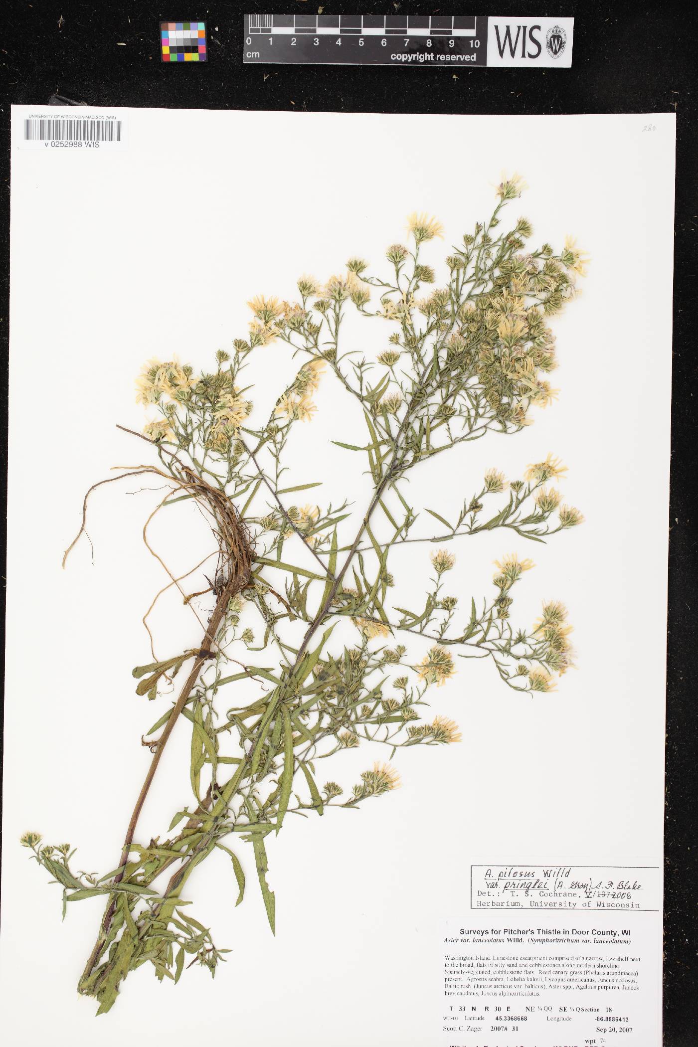 Symphyotrichum pilosum image