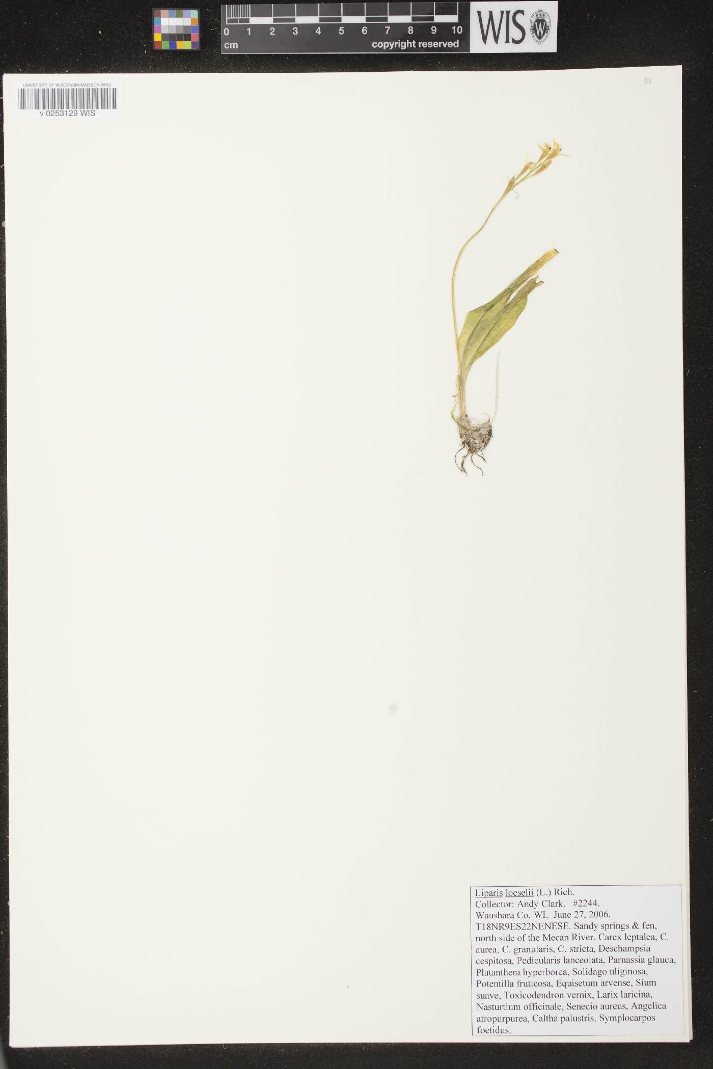 Liparis loeselii image