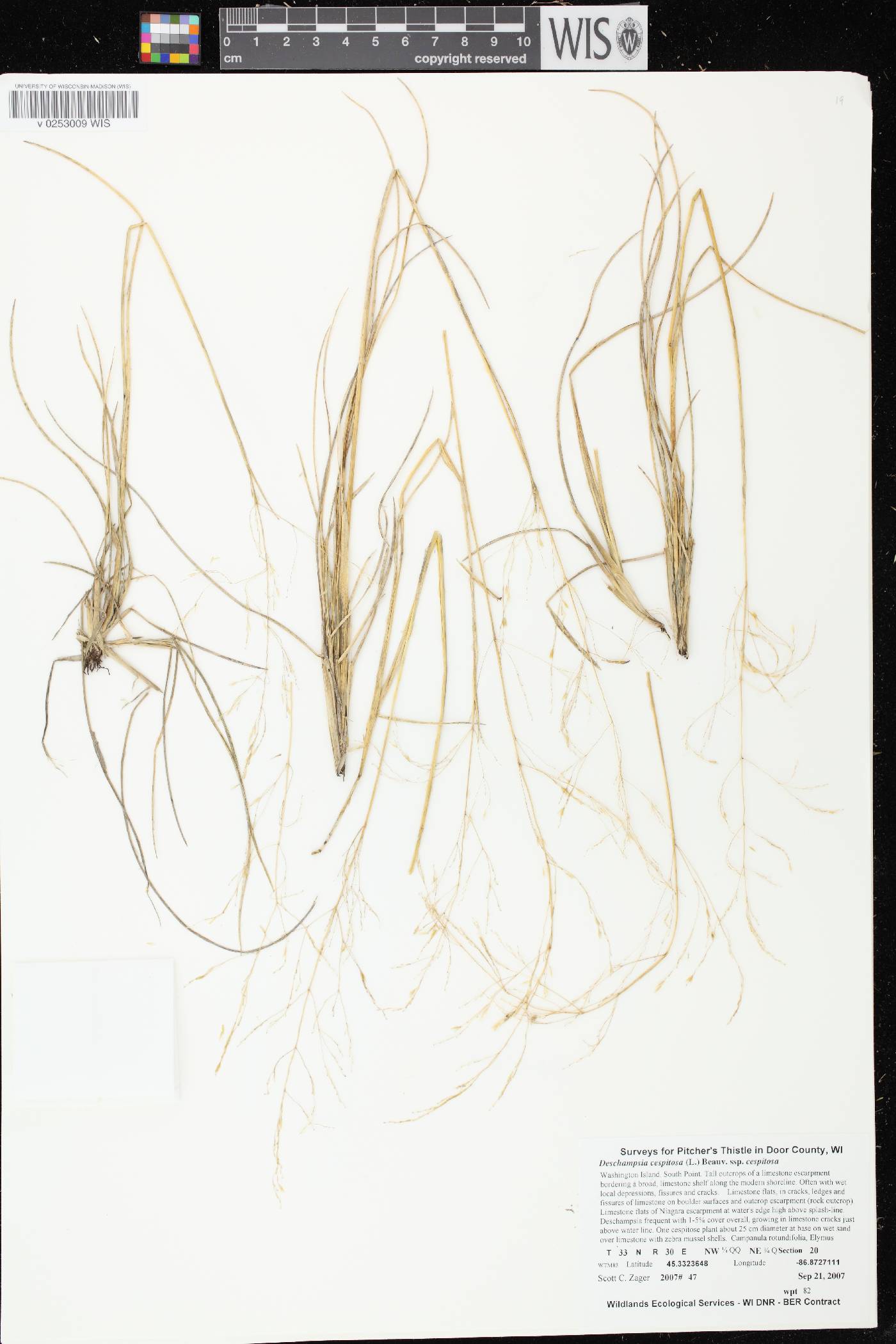 Deschampsia cespitosa image