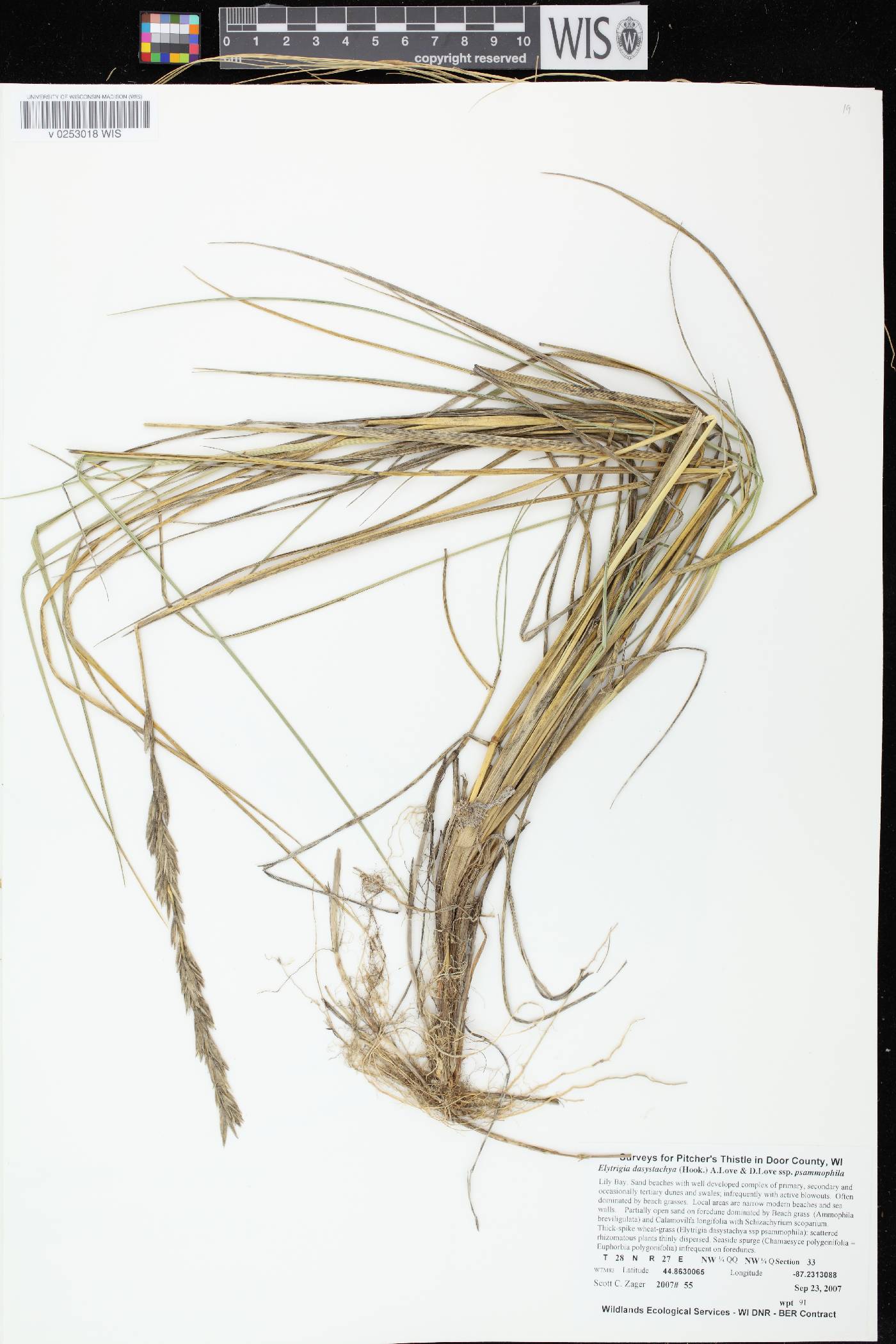 Elymus lanceolatus image