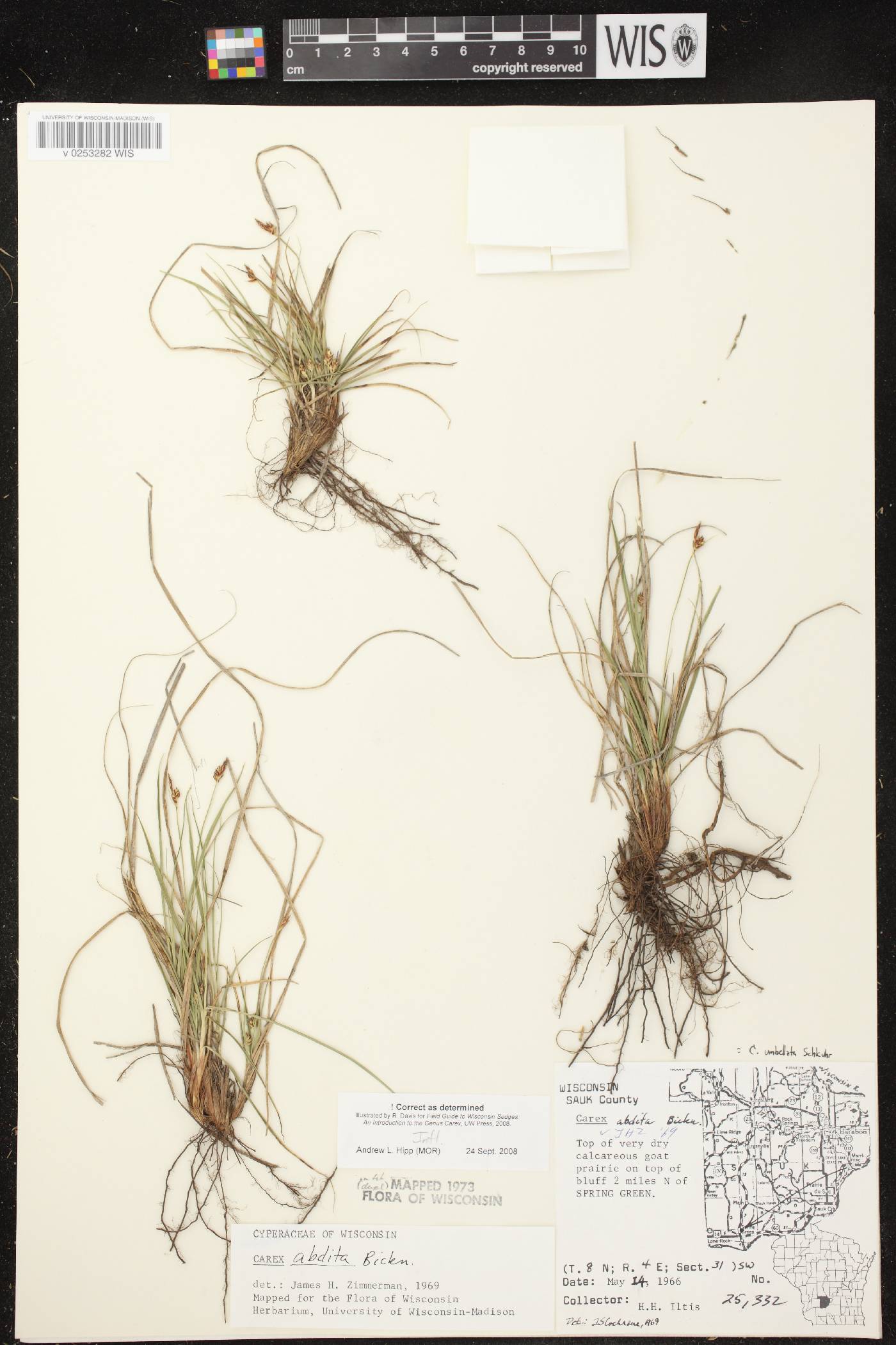 Carex umbellata image