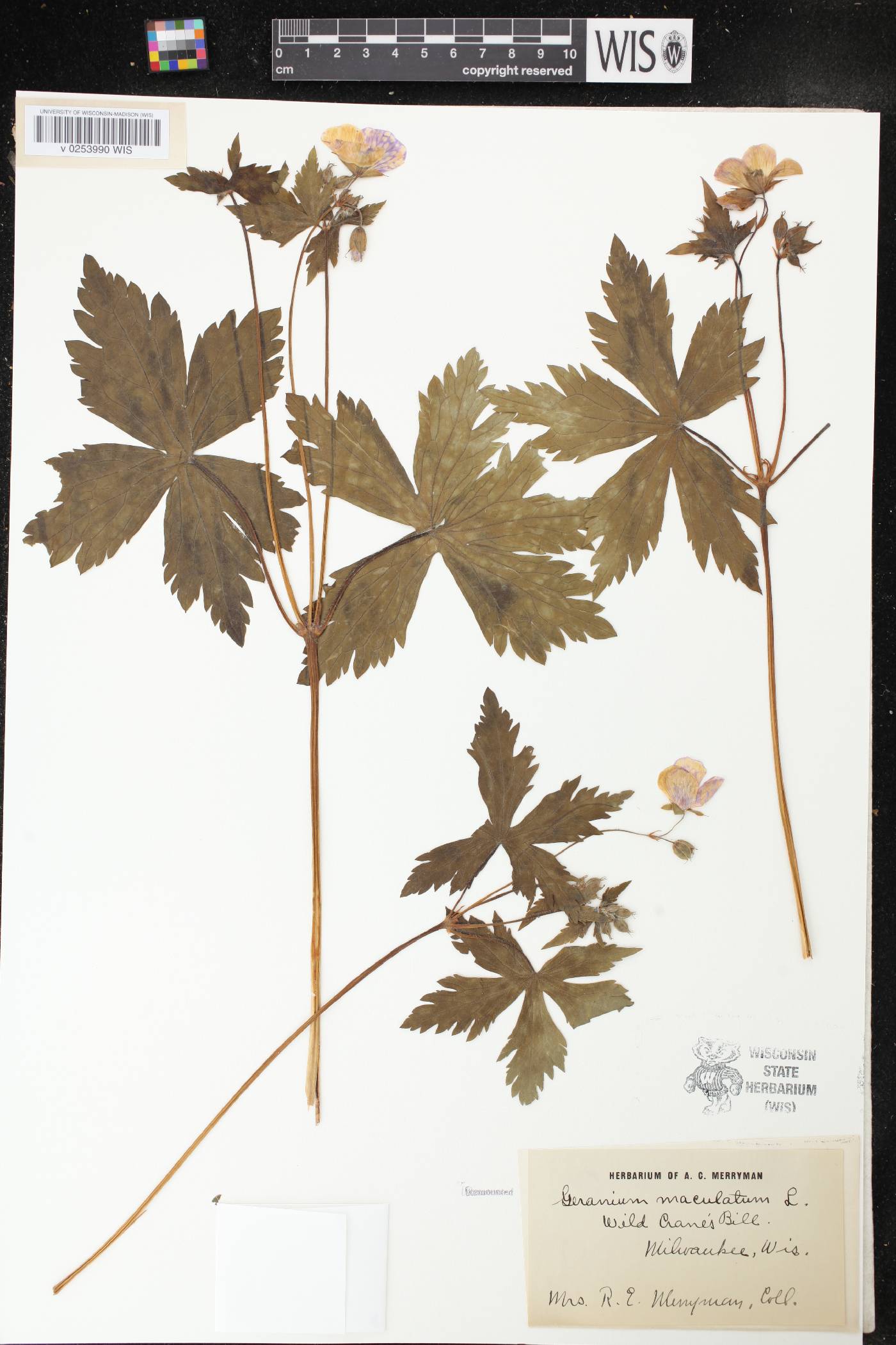 Geranium maculatum image