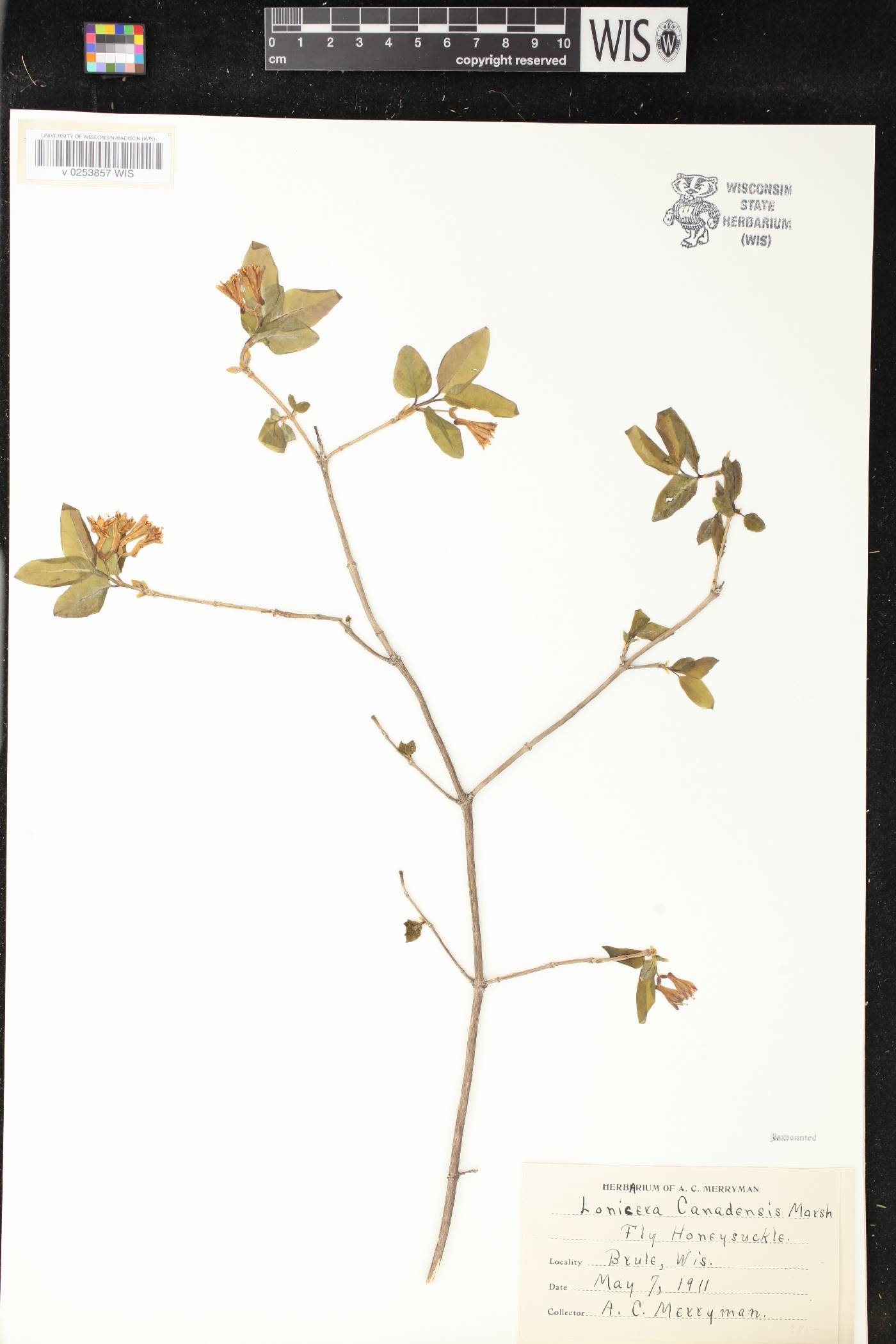 Lonicera canadensis image