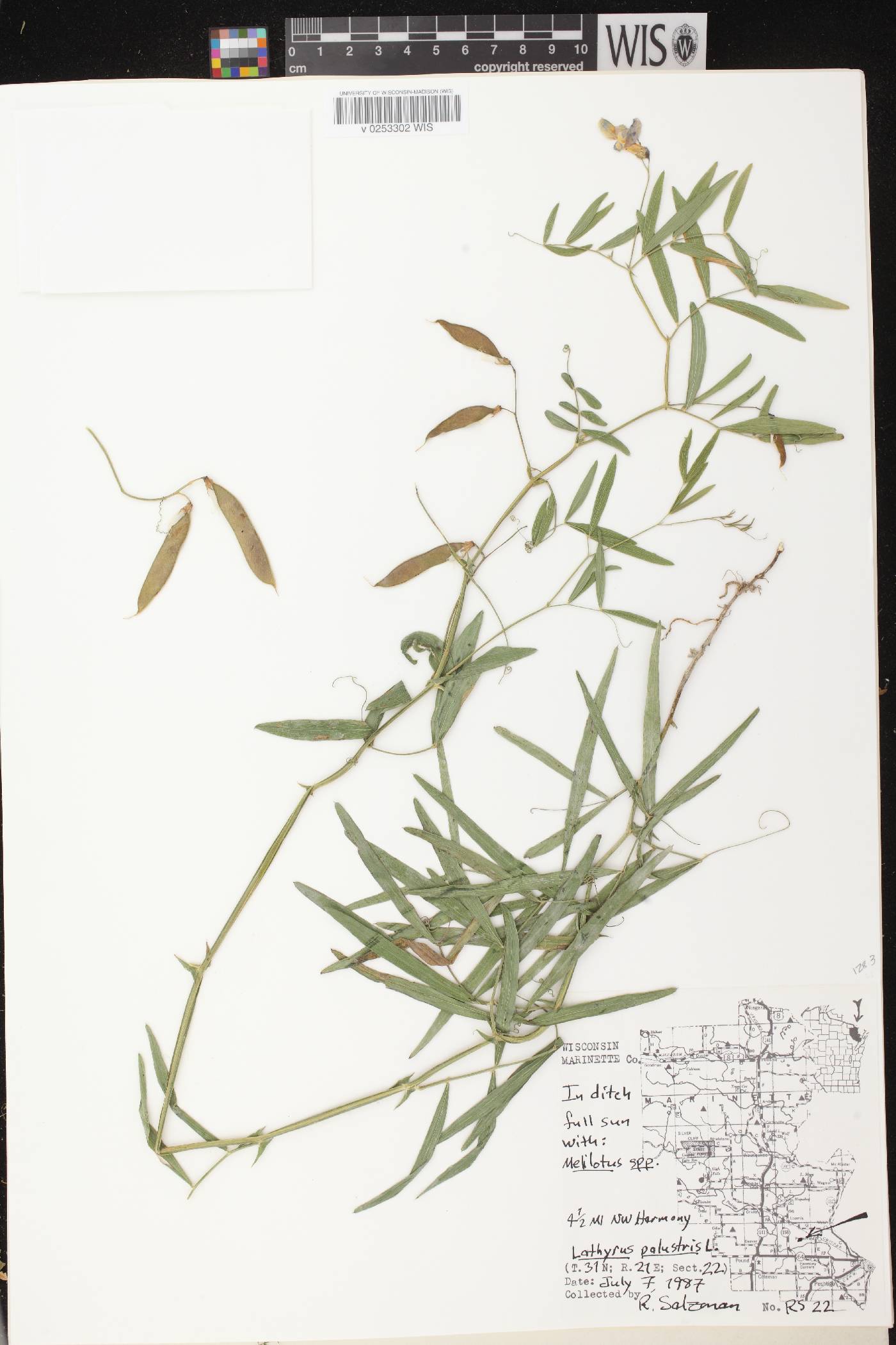Lathyrus palustris image