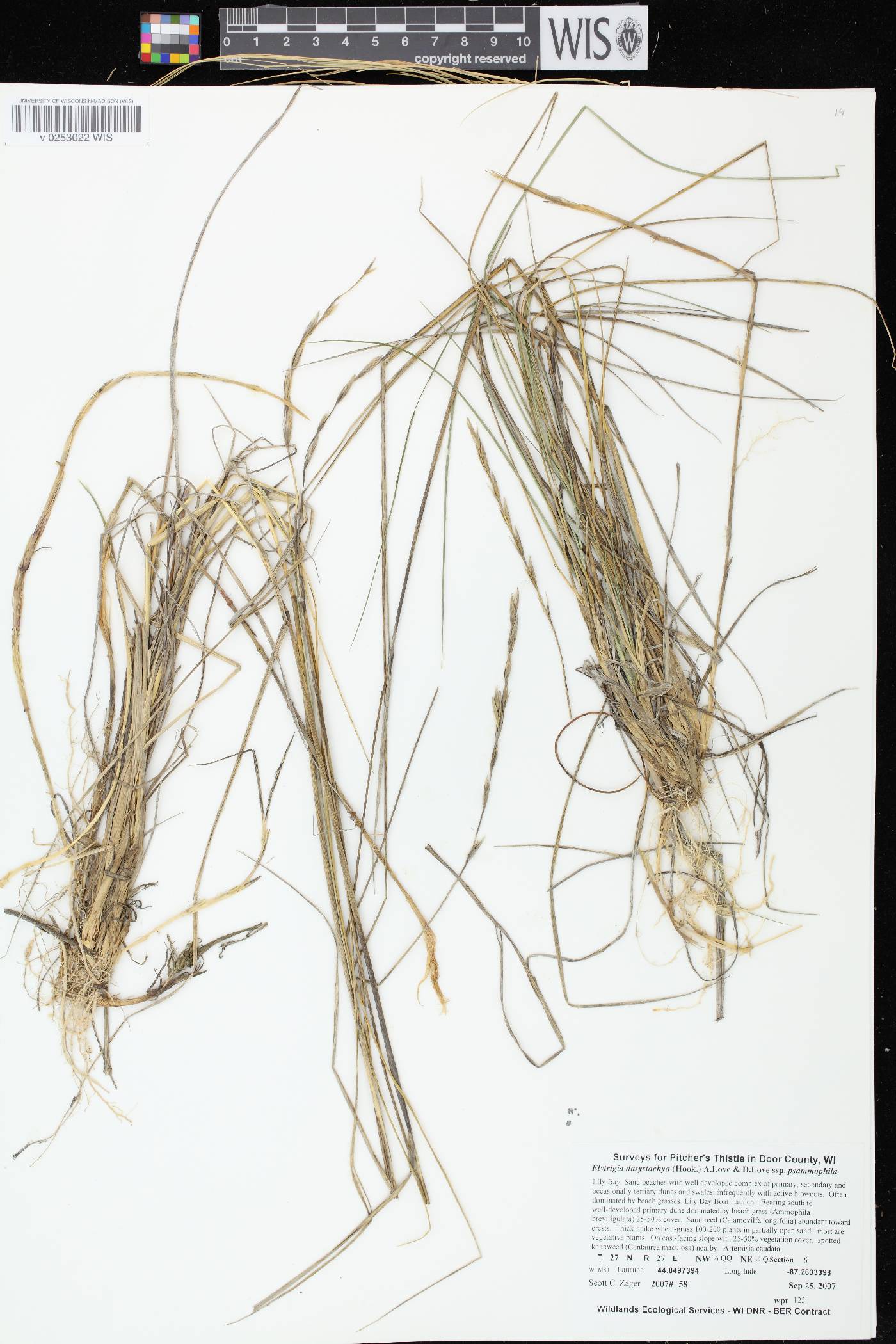 Elymus lanceolatus image