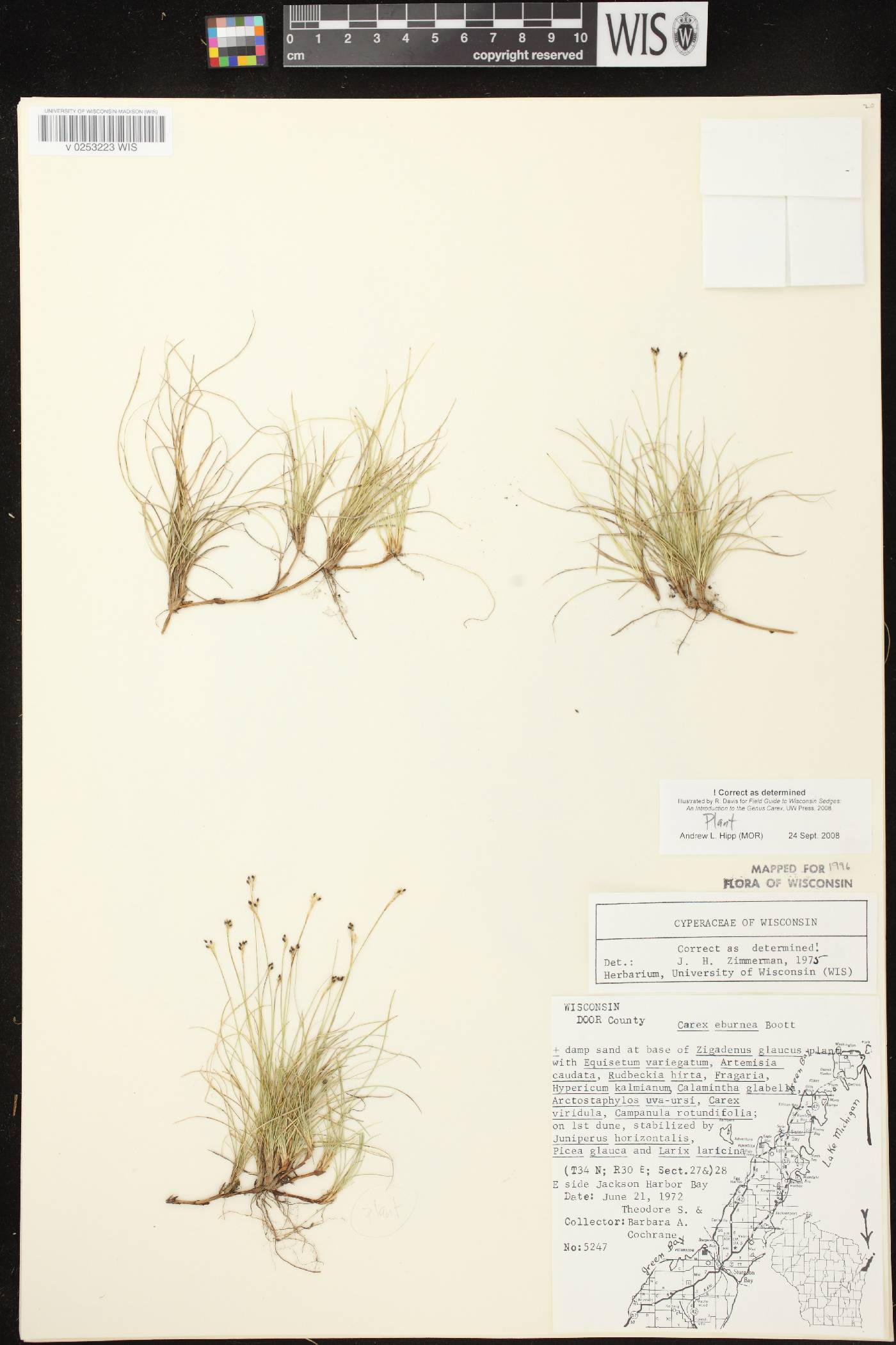 Carex eburnea image