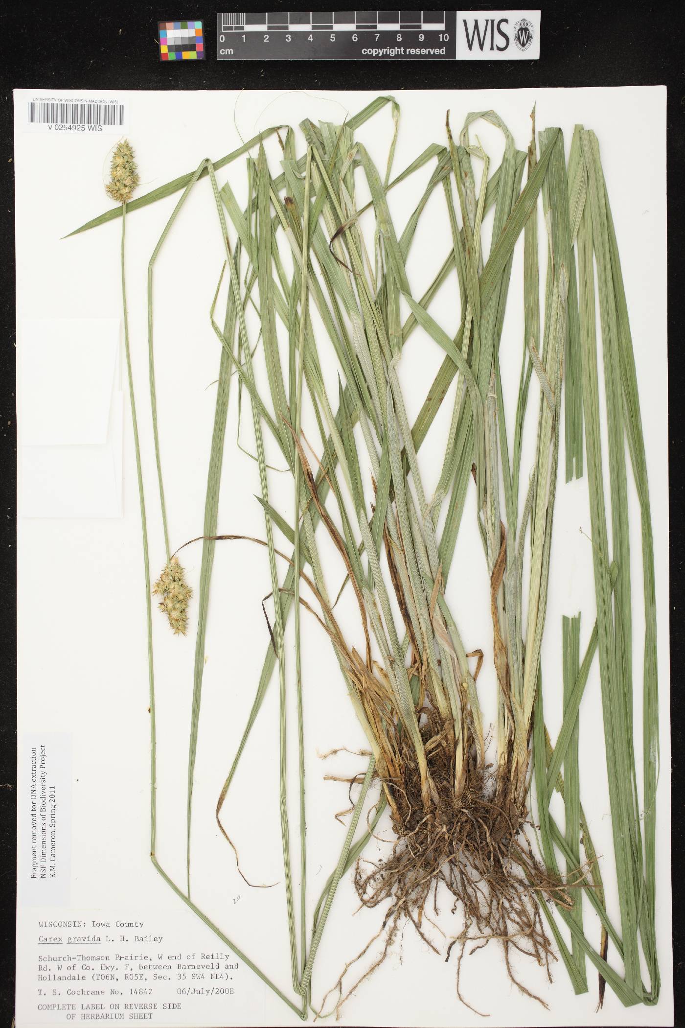 Carex gravida image