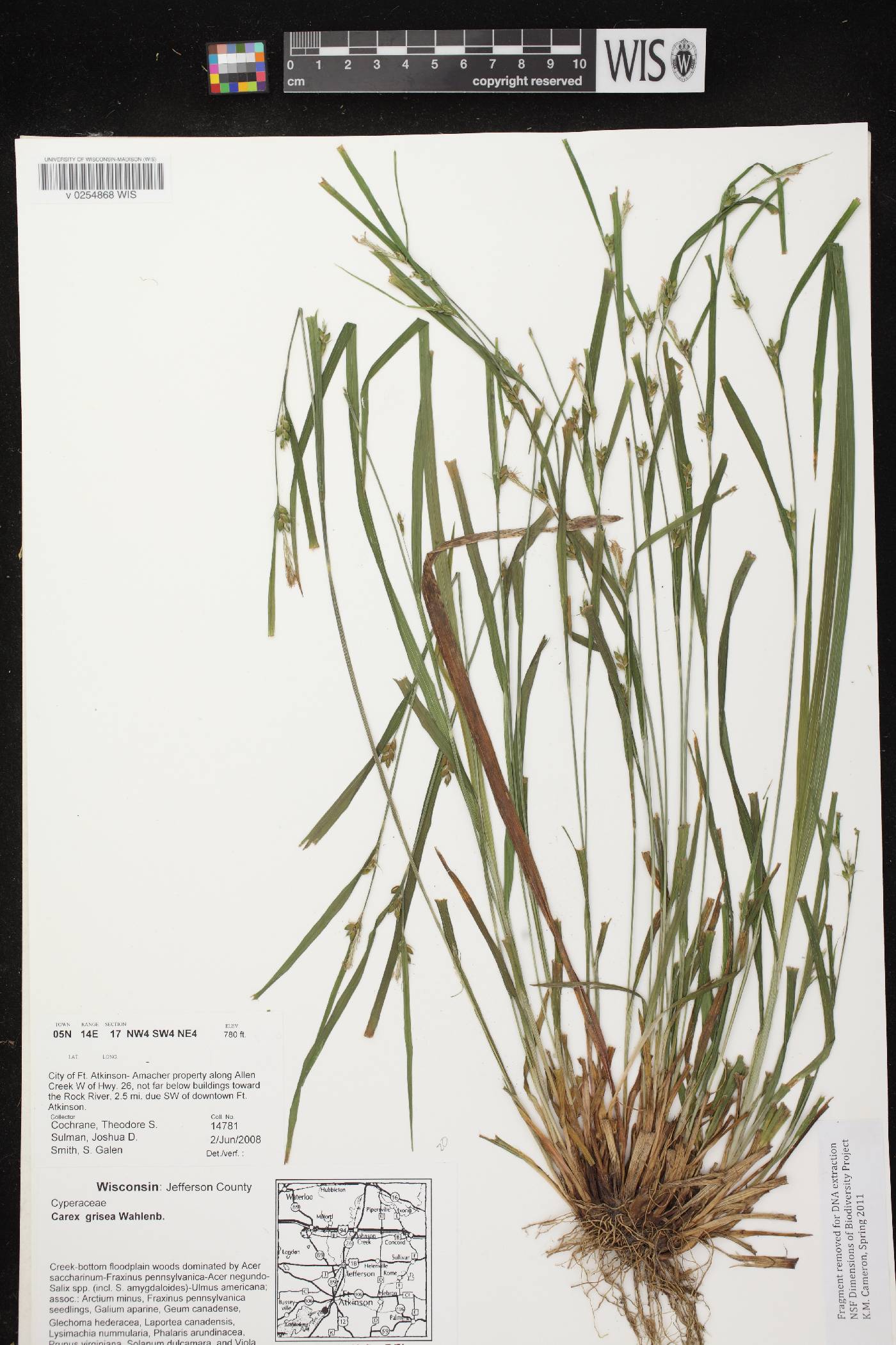 Carex grisea image