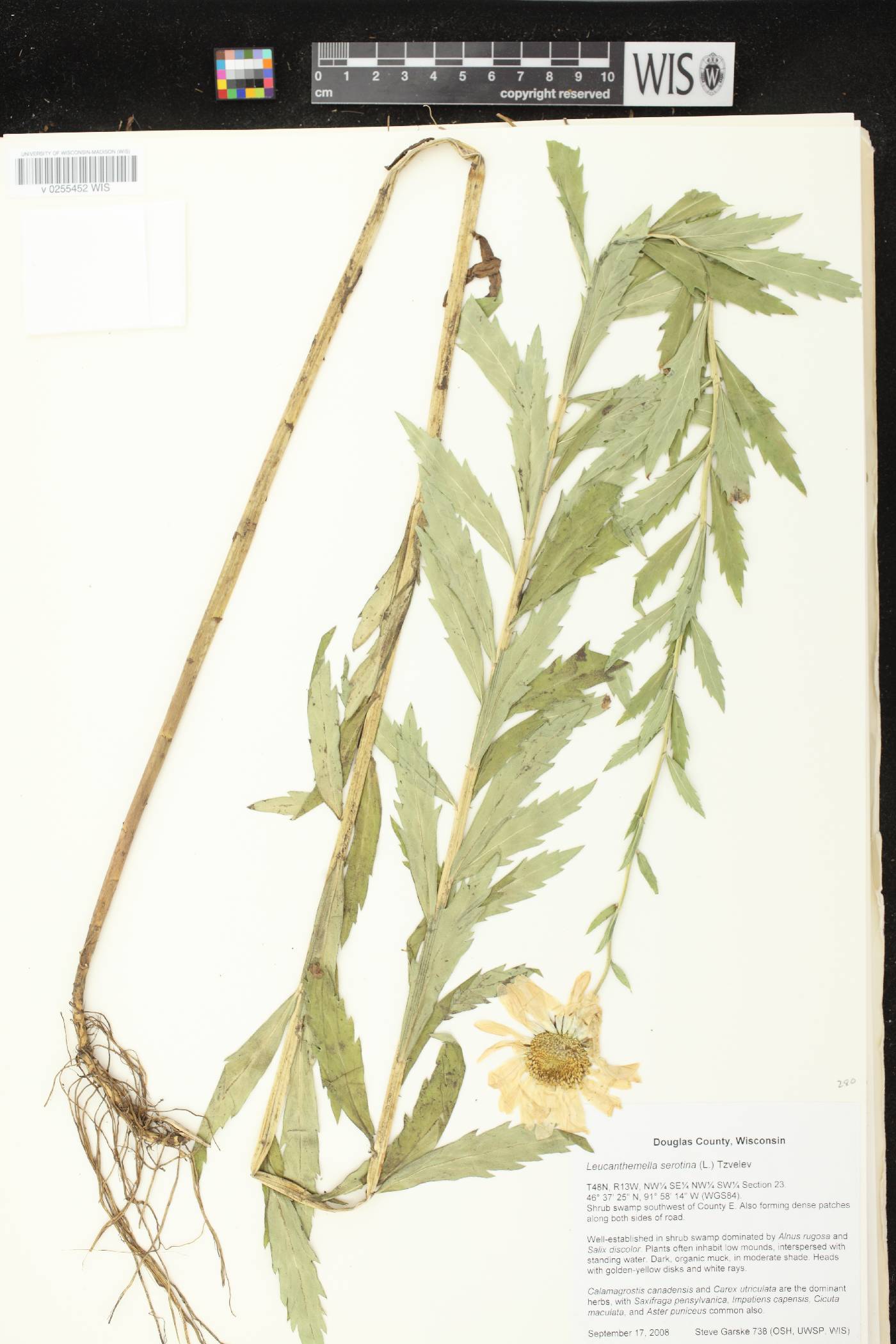 Leucanthemella serotina image