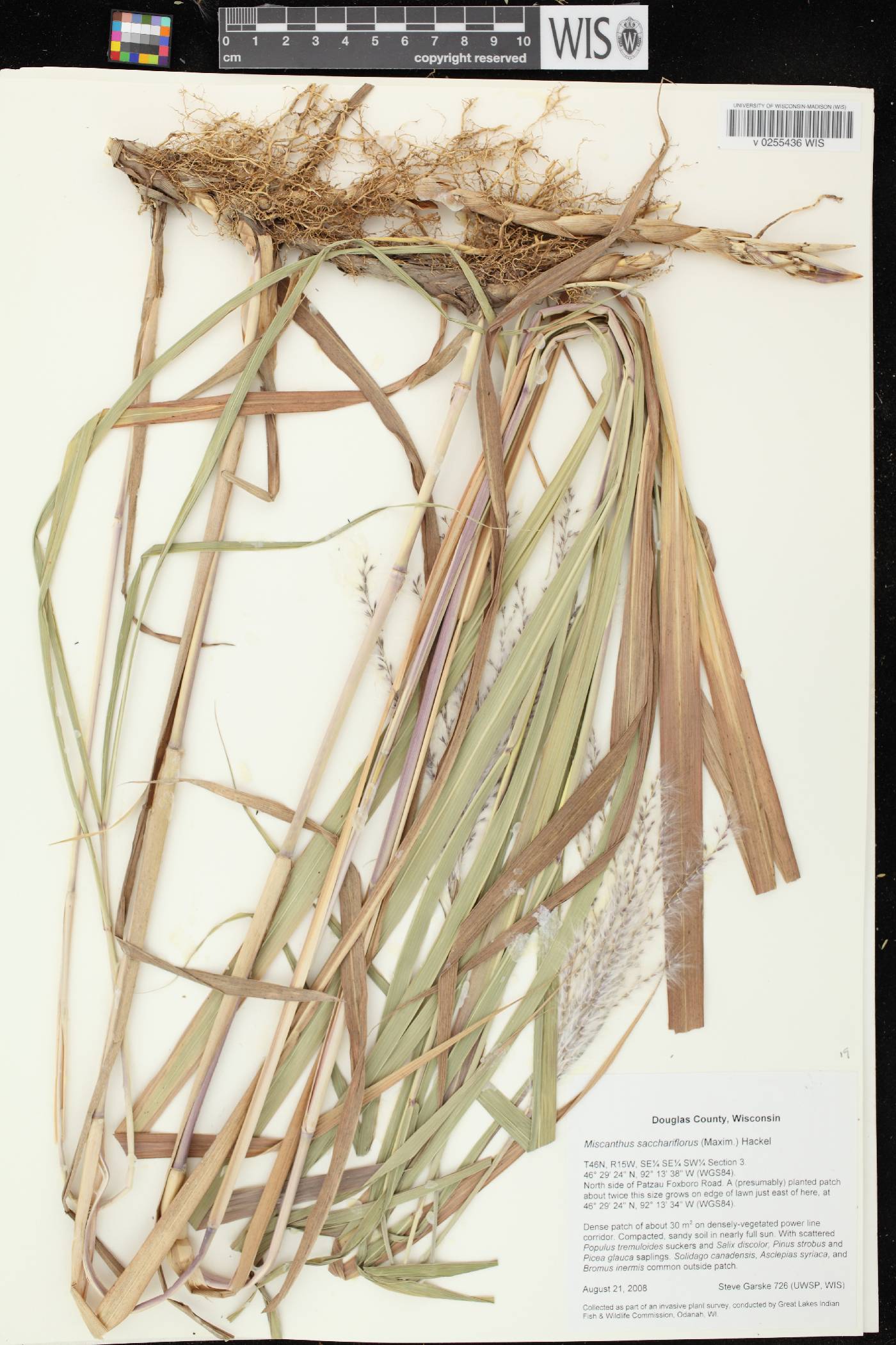 Miscanthus sacchariflorus image
