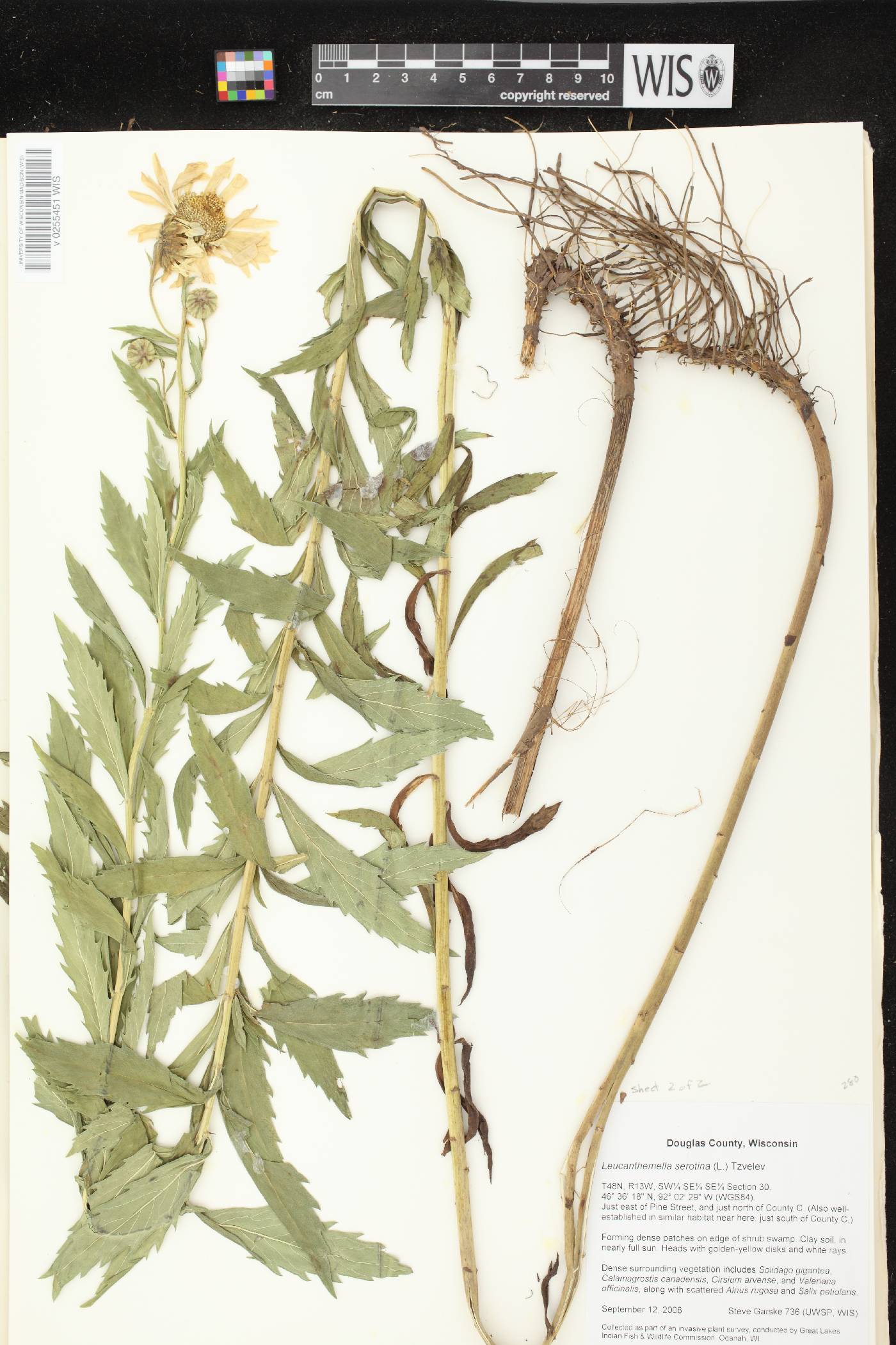 Leucanthemella serotina image