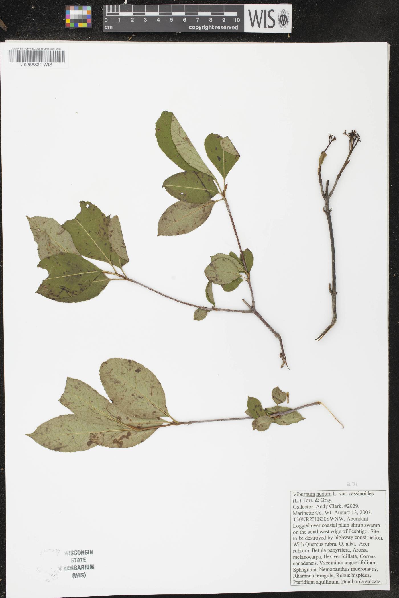 Viburnum cassinoides image