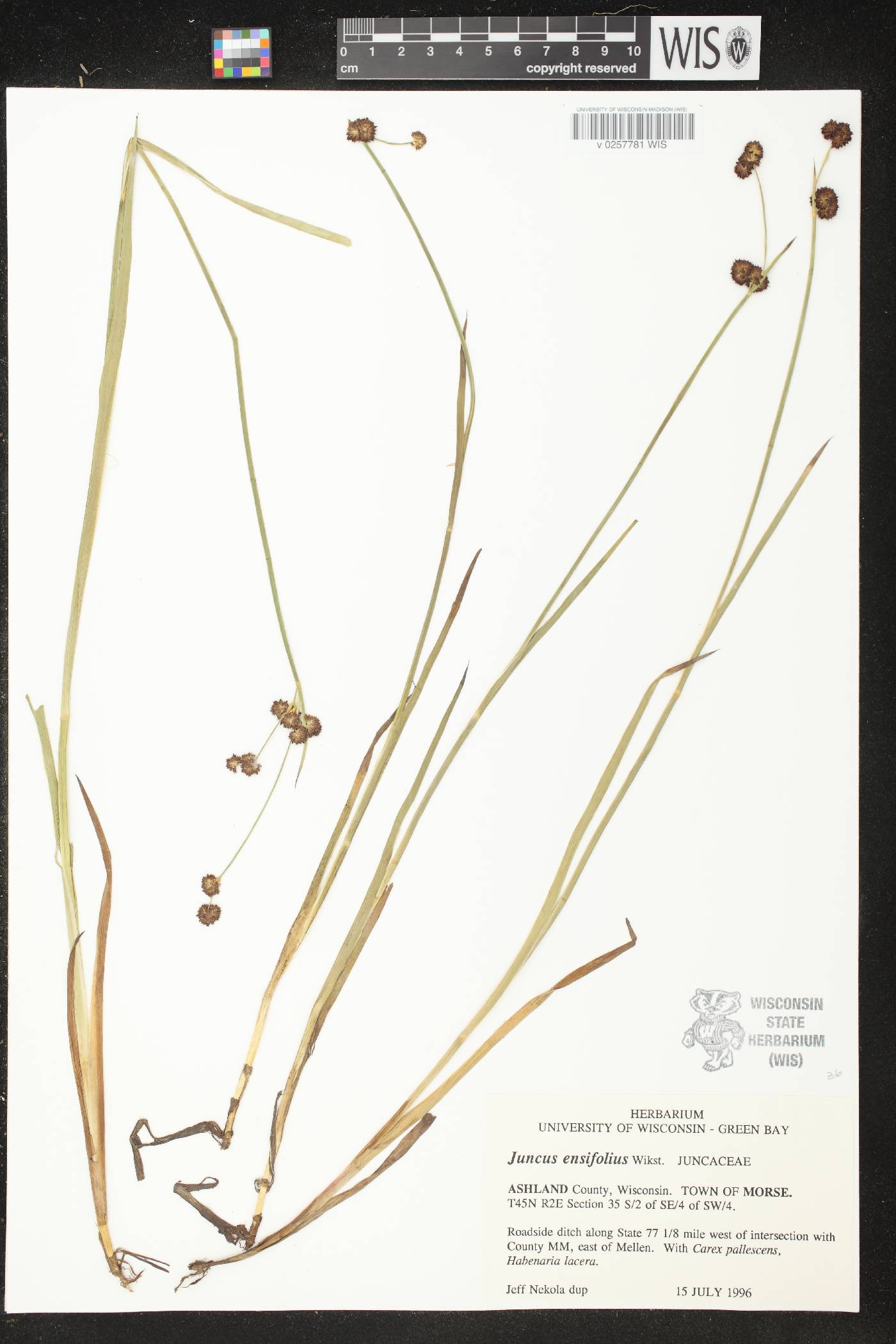 Juncus ensifolius image