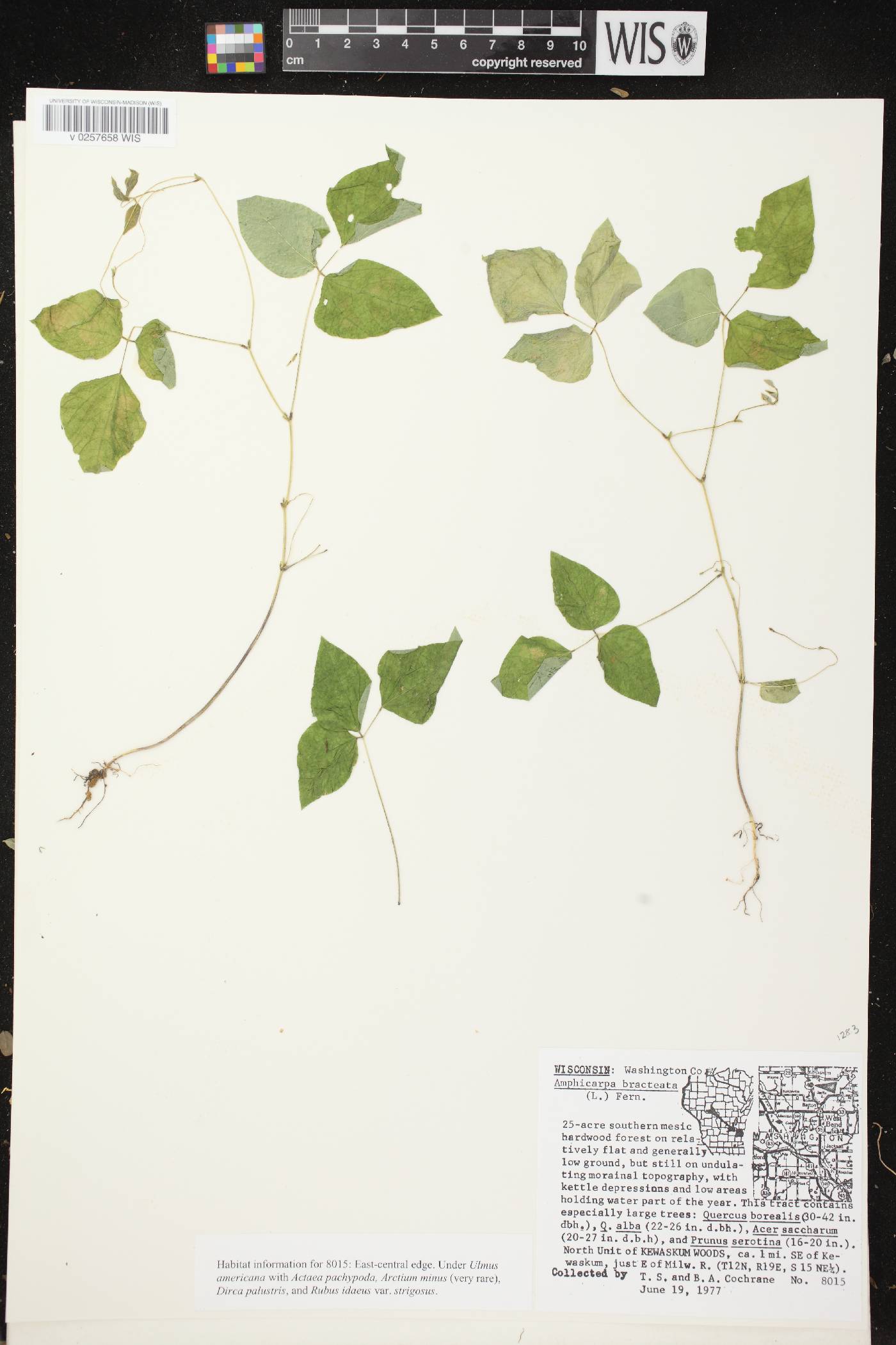 Amphicarpaea bracteata image