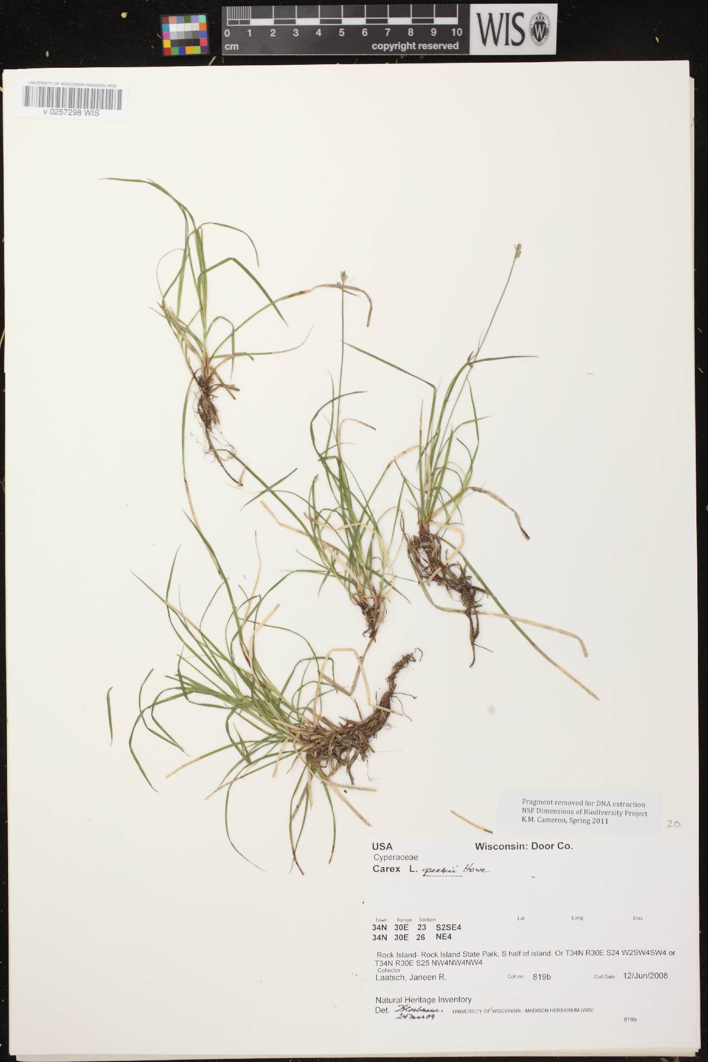 Carex peckii image