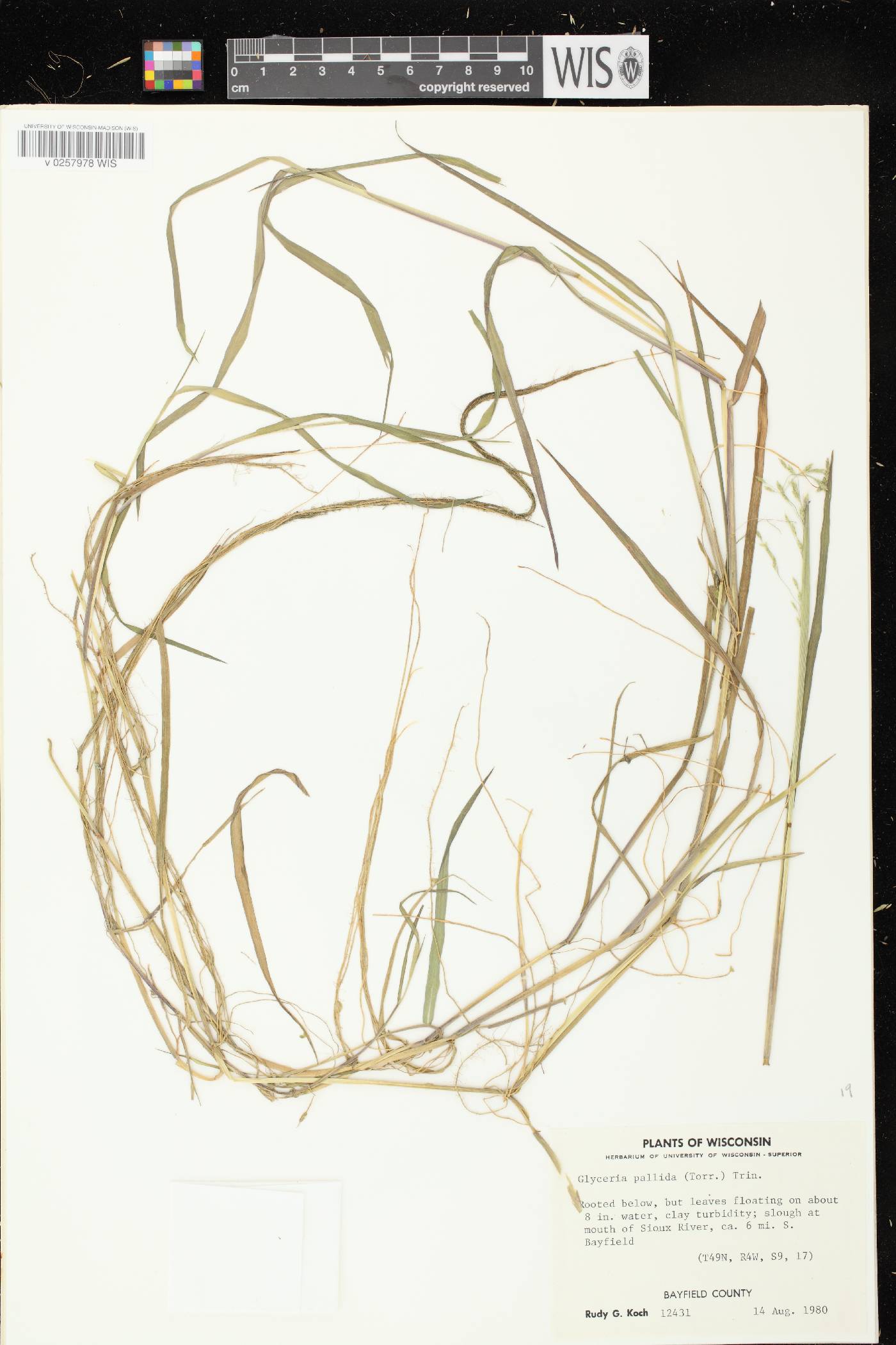 Torreyochloa pallida image