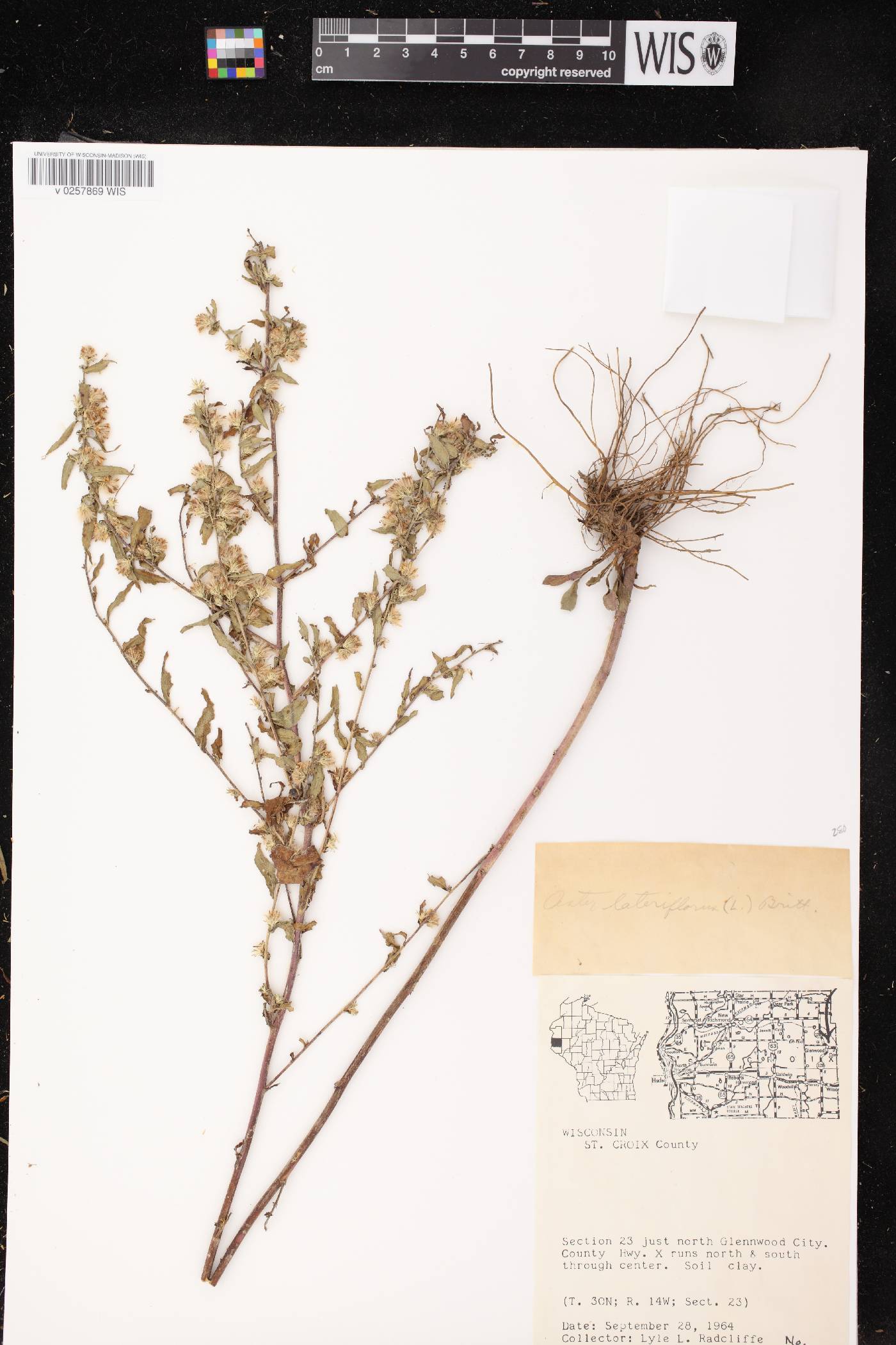 Symphyotrichum lateriflorum image