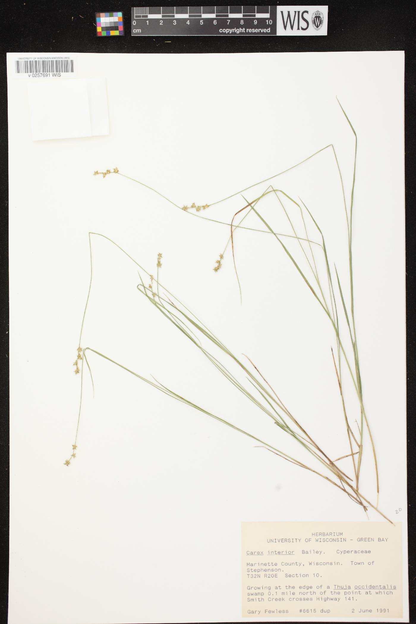 Carex interior image