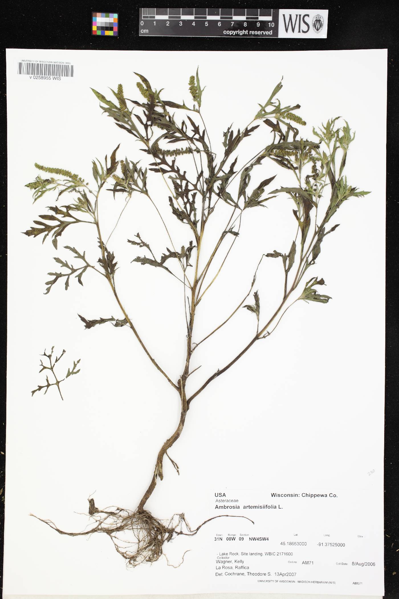 Ambrosia artemisiifolia image
