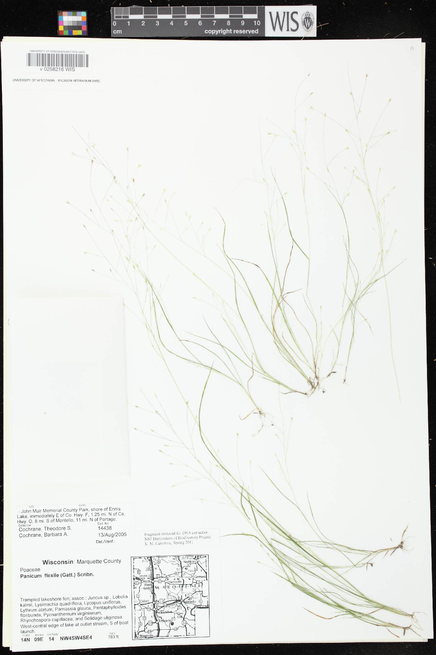 Panicum flexile image