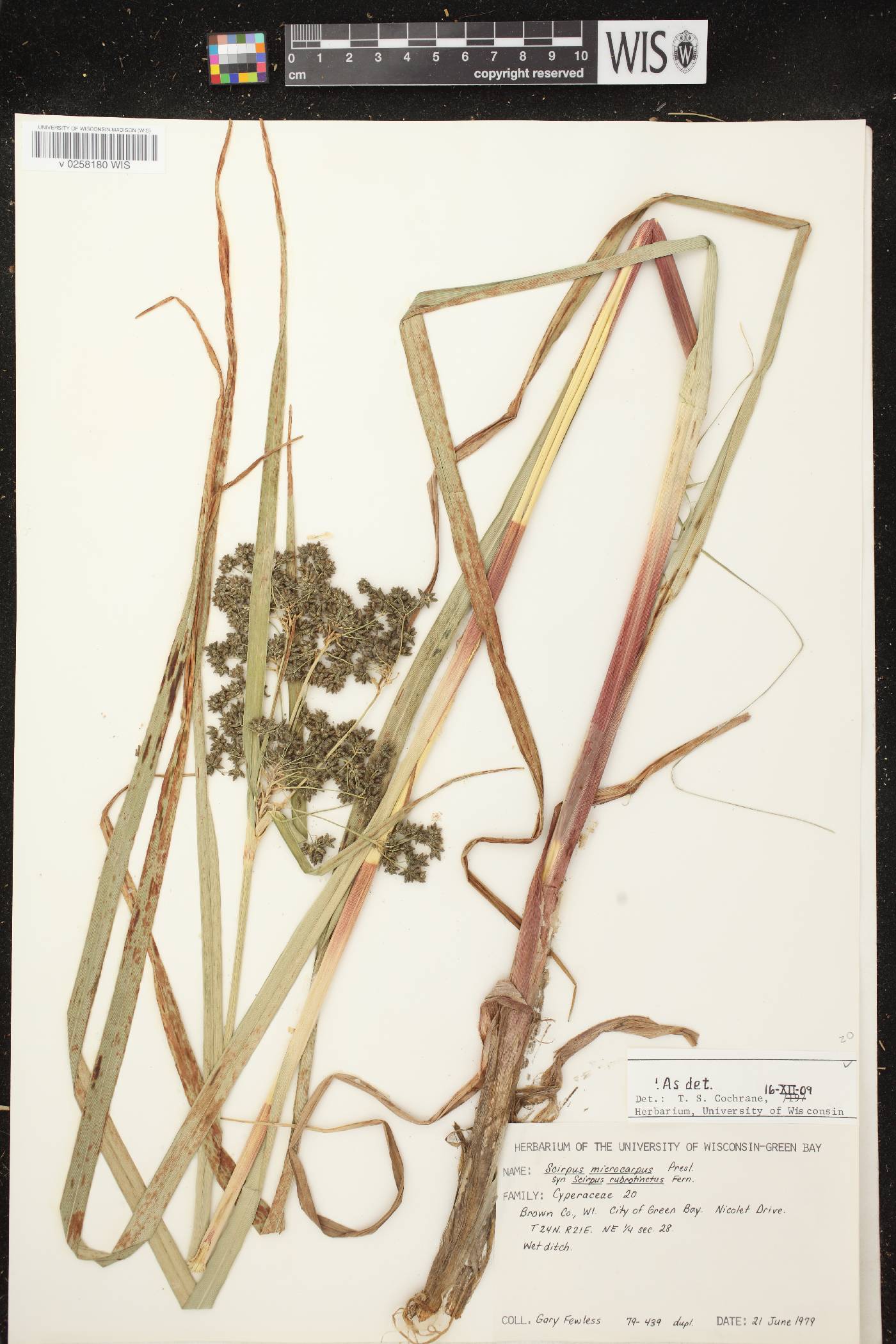 Scirpus microcarpus image