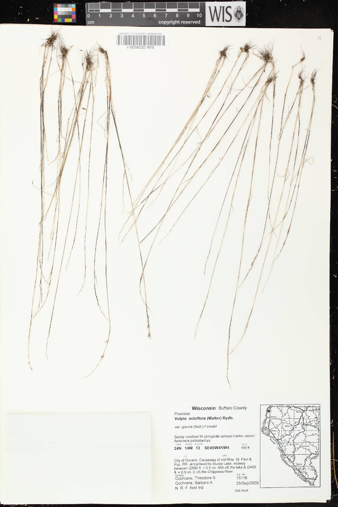 Festuca octoflora image