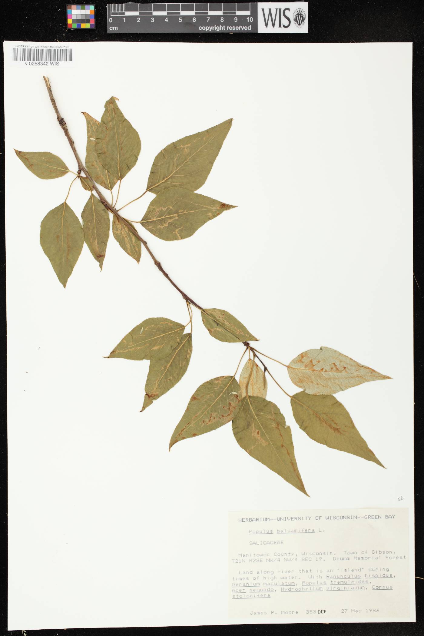 Populus balsamifera image