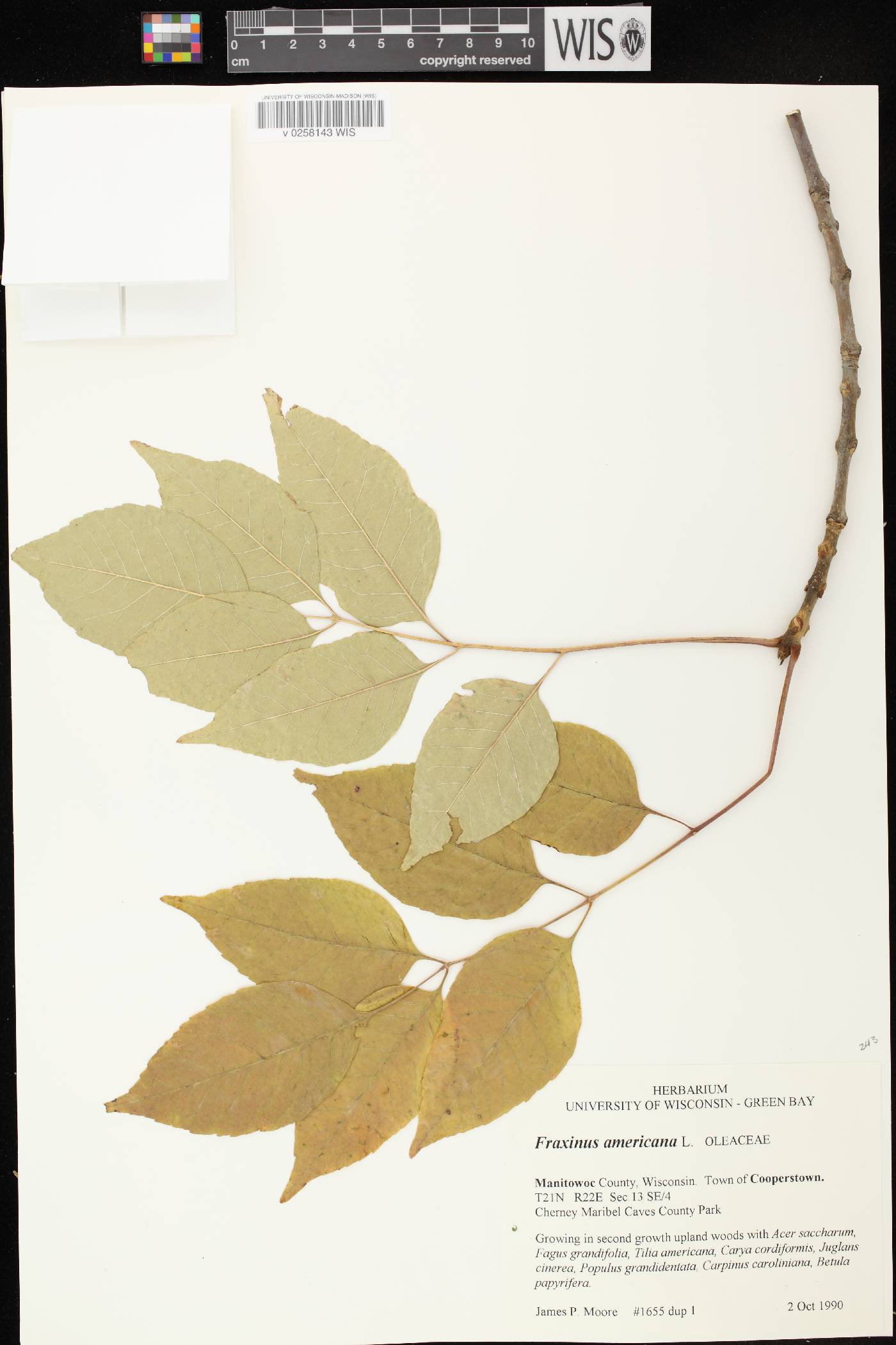Fraxinus americana image