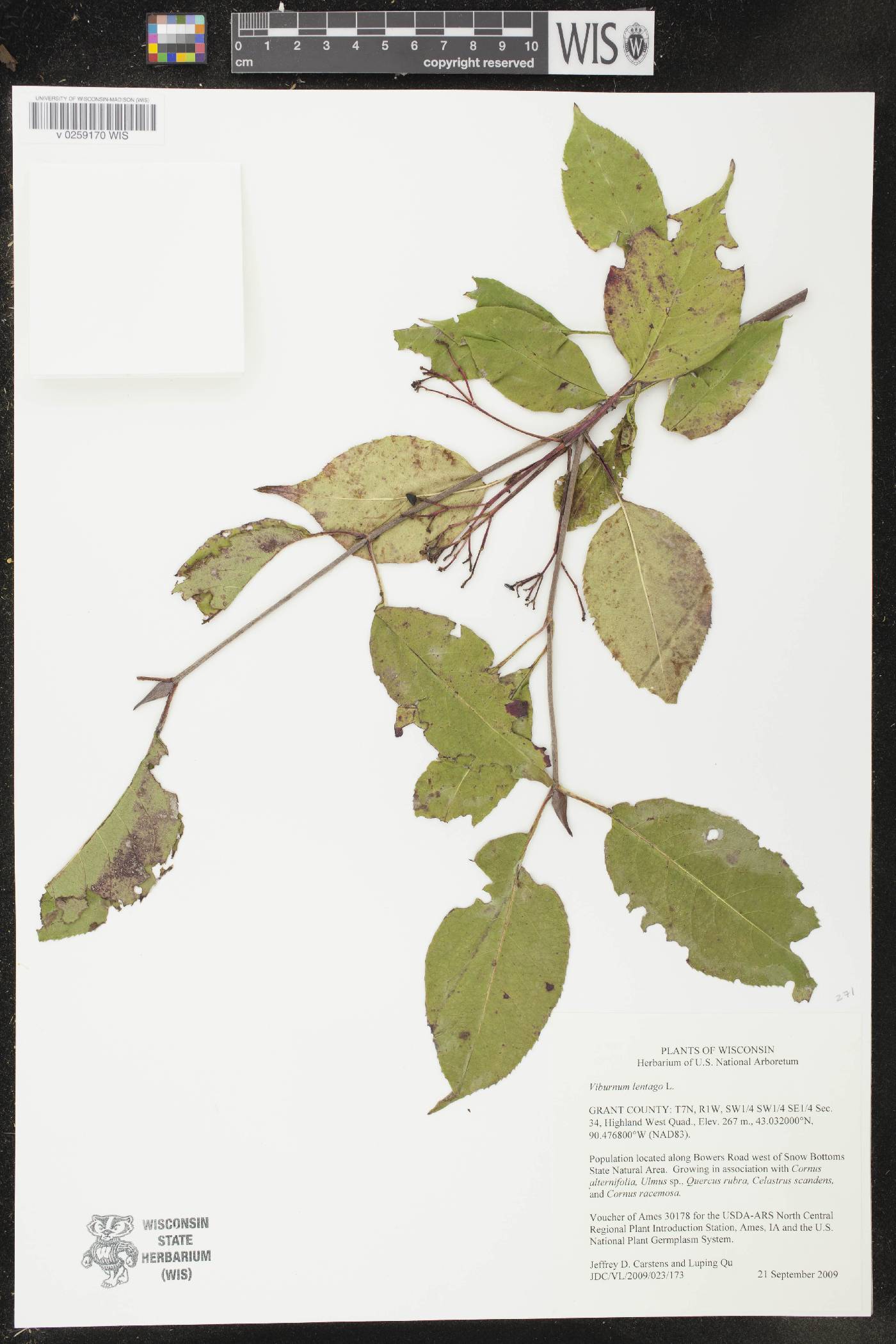 Viburnum lentago image