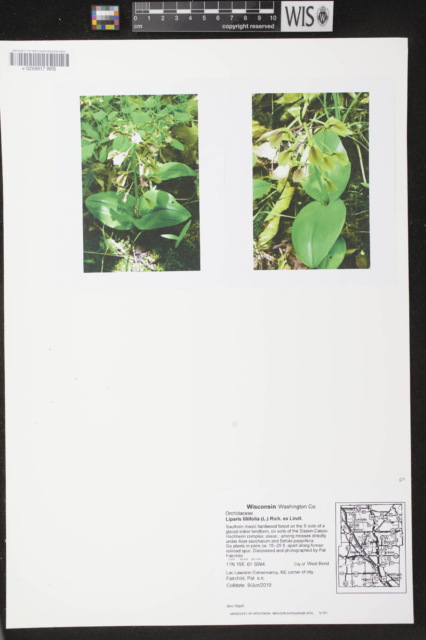 Liparis liliifolia image