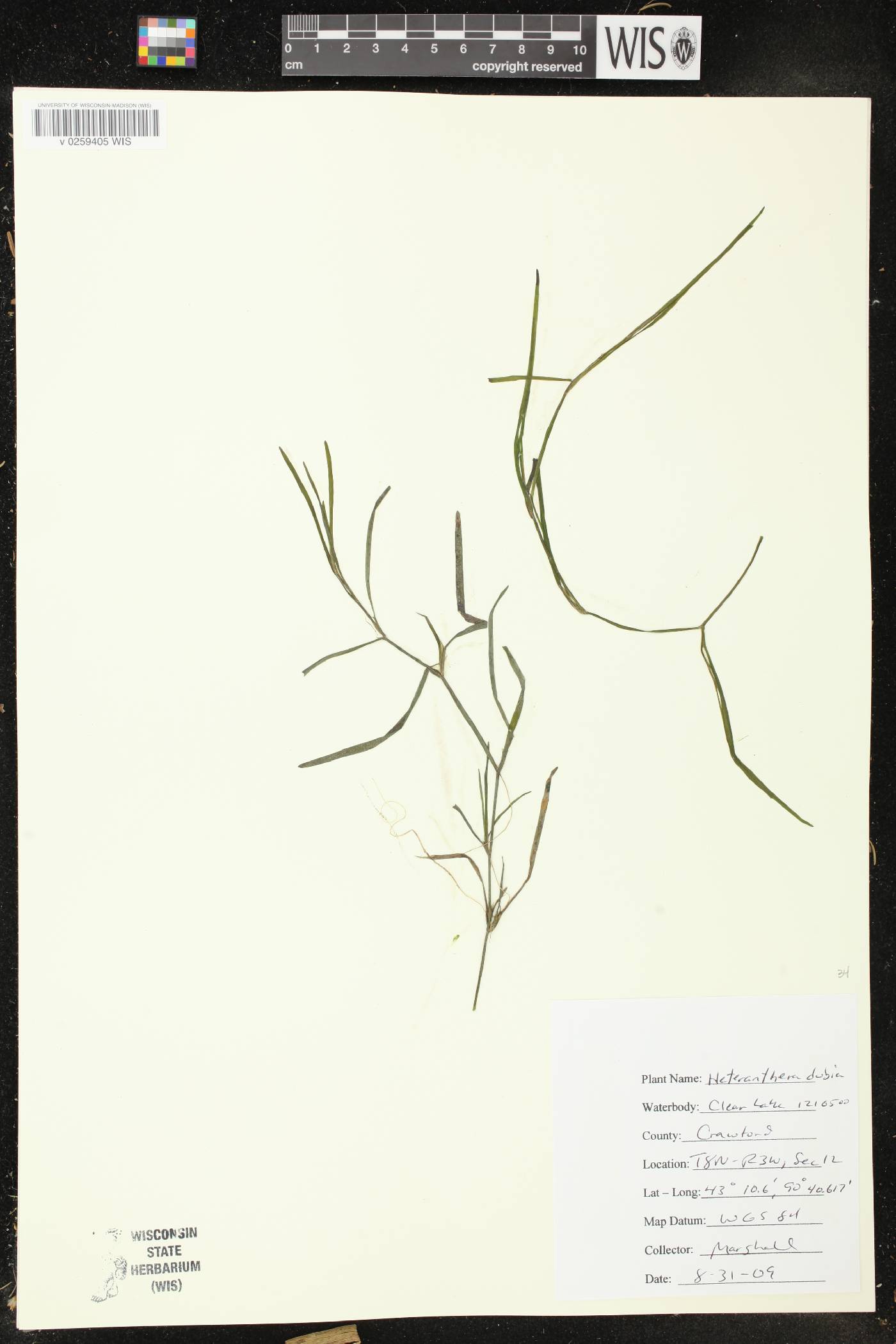 Heteranthera dubia image