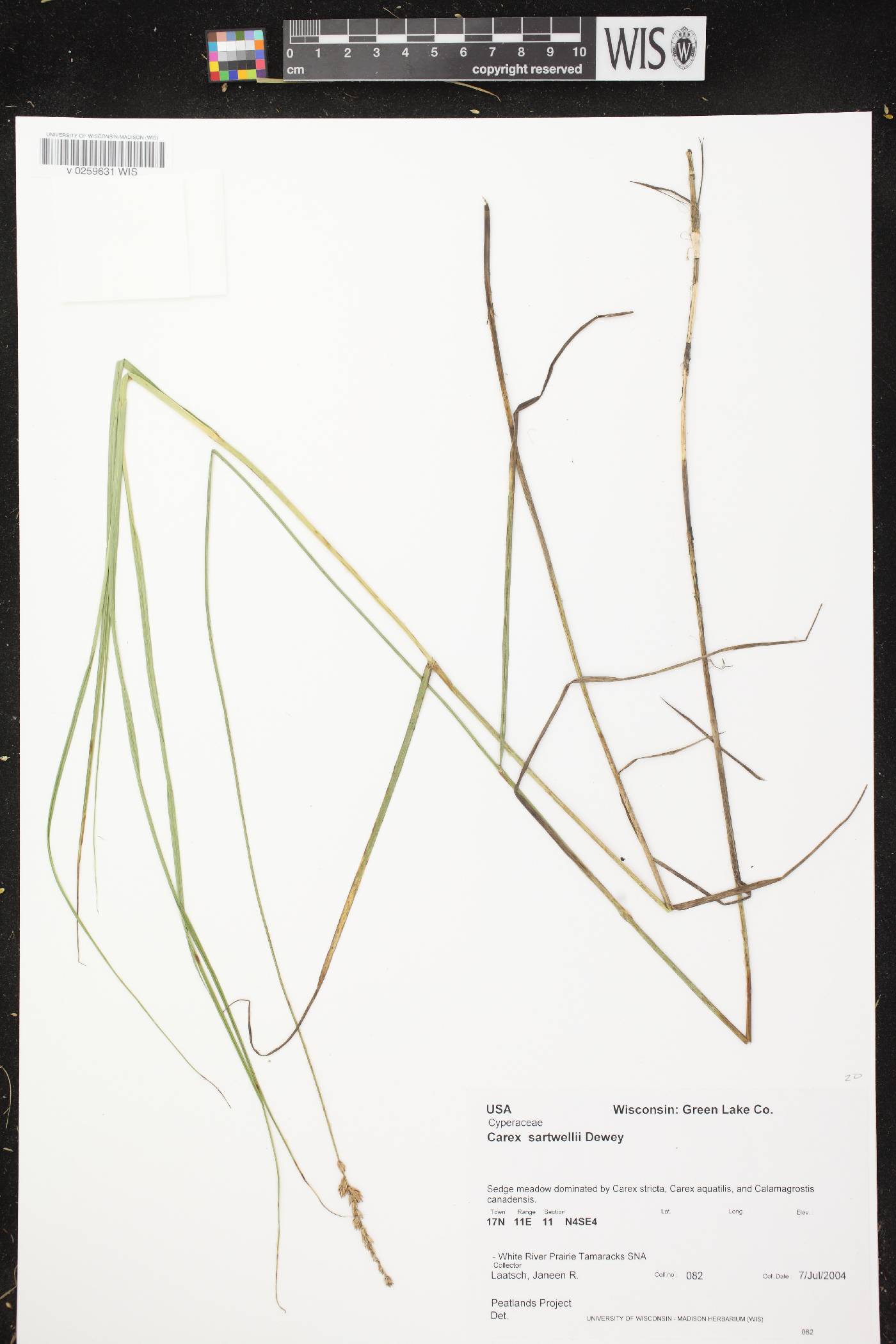 Carex sartwellii image