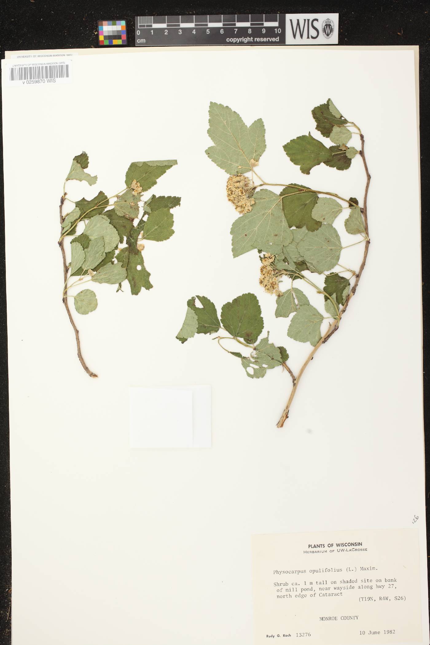 Physocarpus opulifolius image