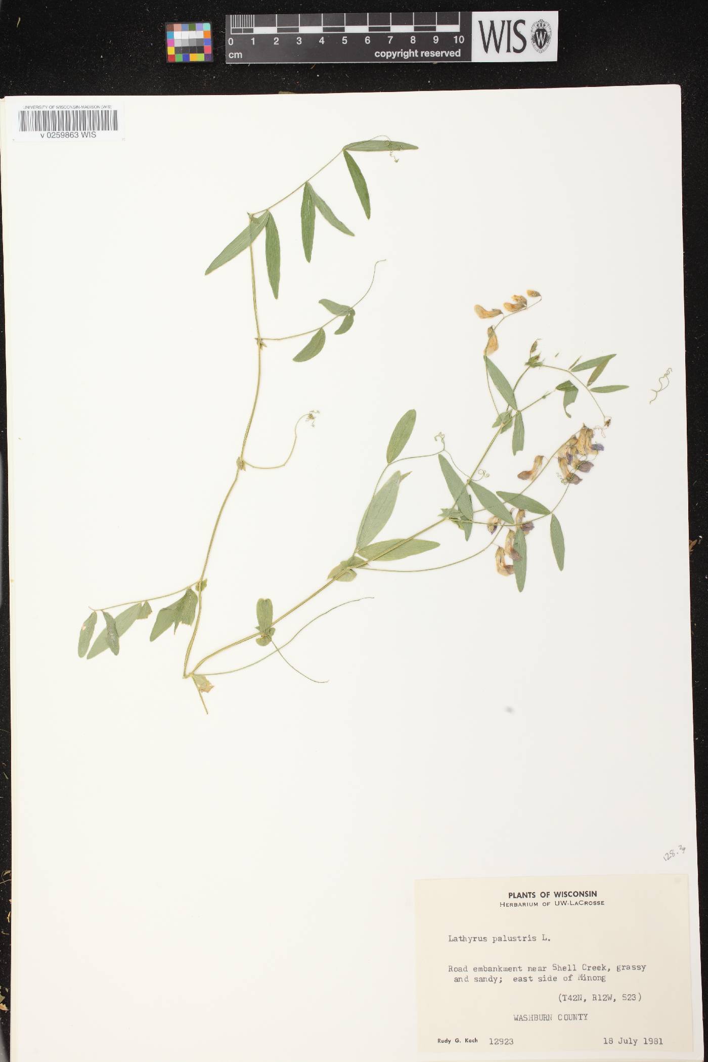 Lathyrus palustris image