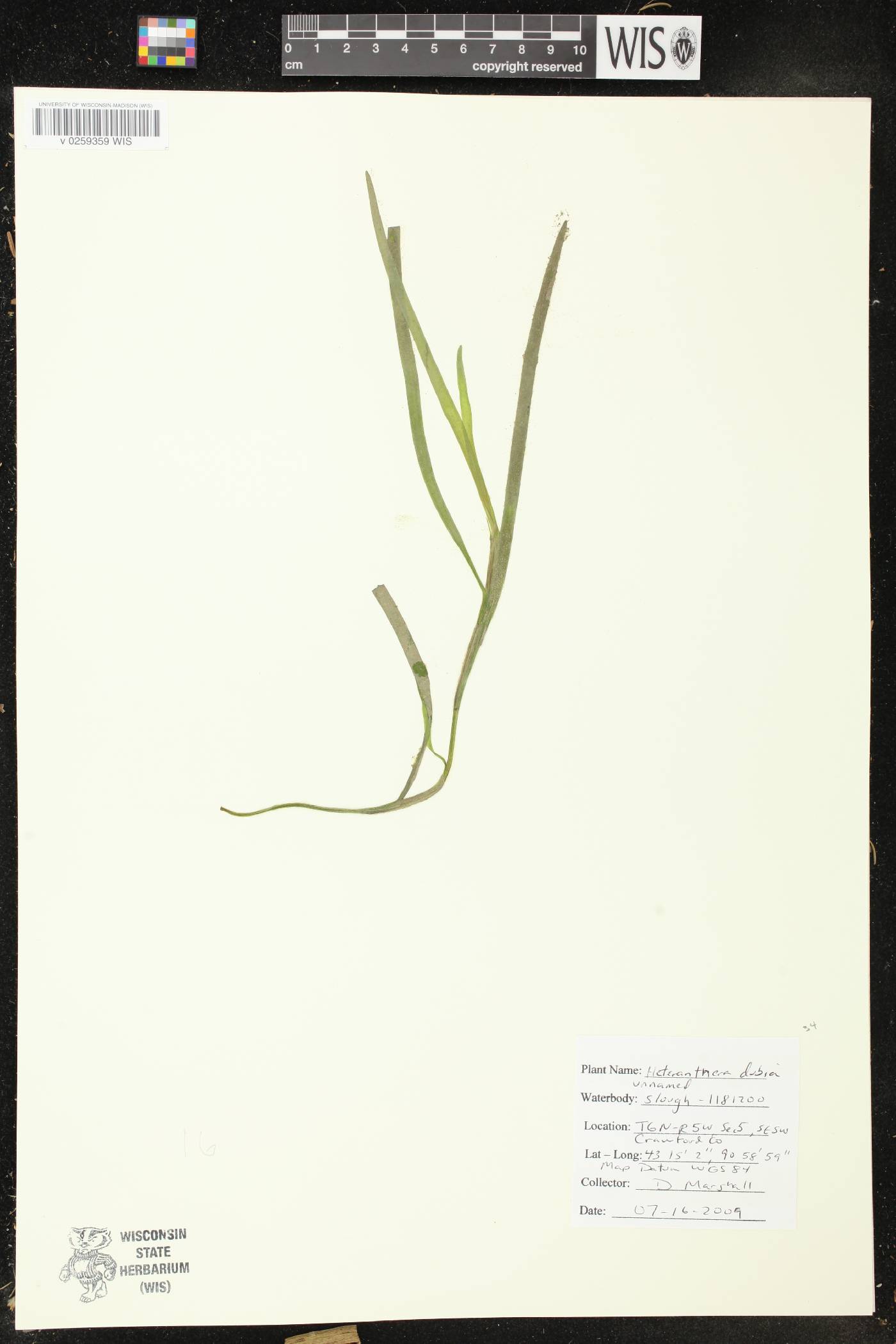 Heteranthera dubia image