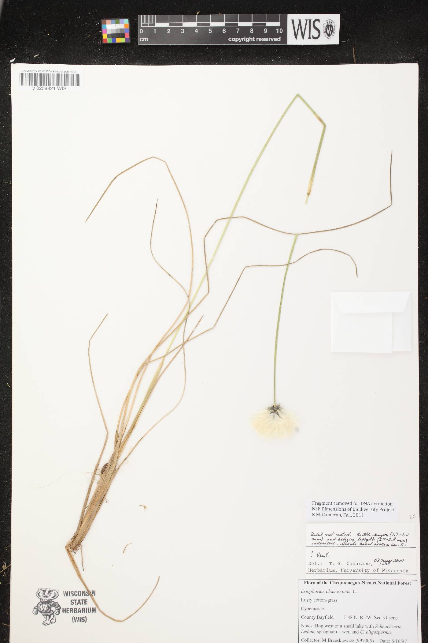 Eriophorum chamissonis image