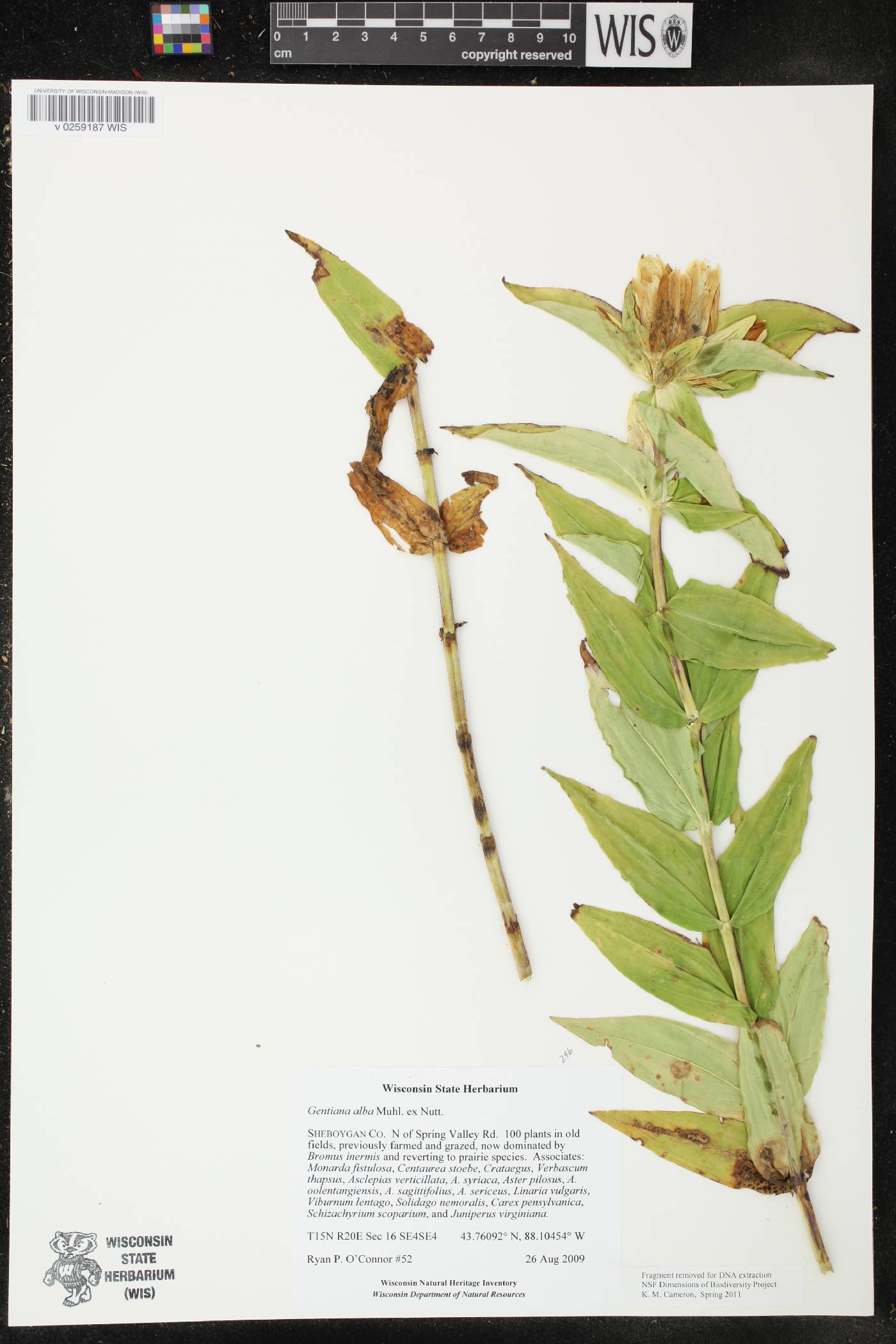 Gentiana alba image