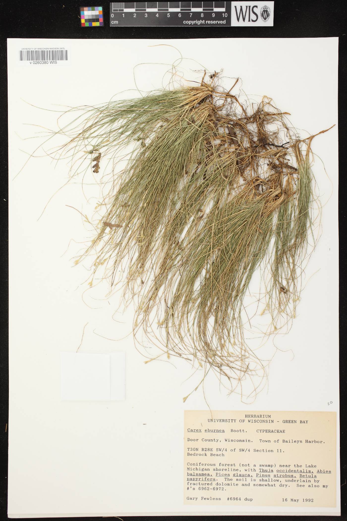 Carex eburnea image