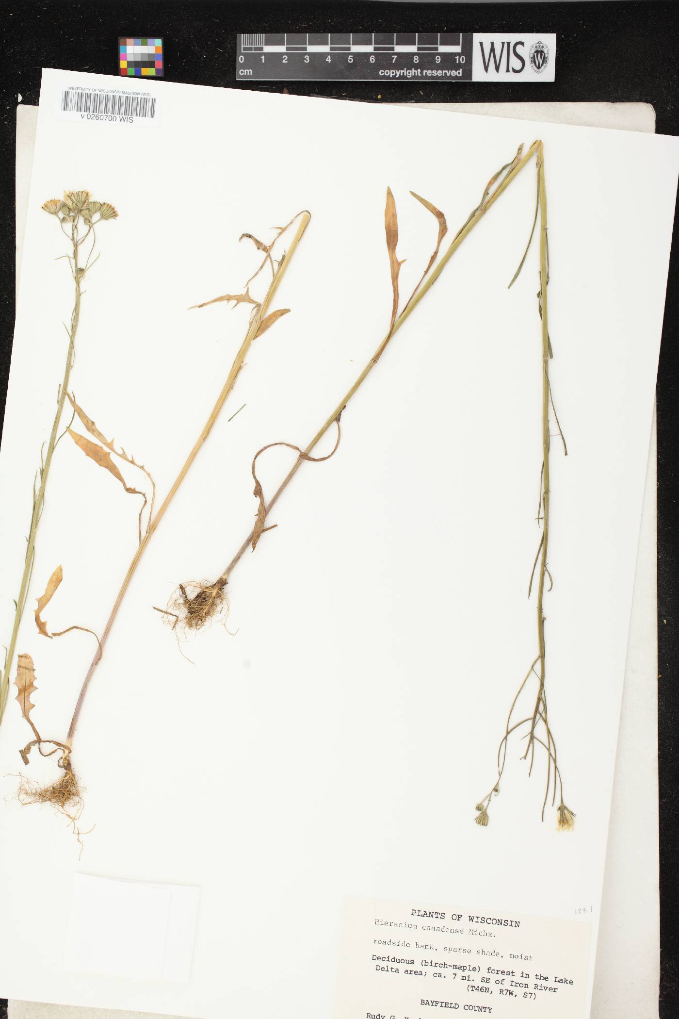 Hieracium umbellatum image