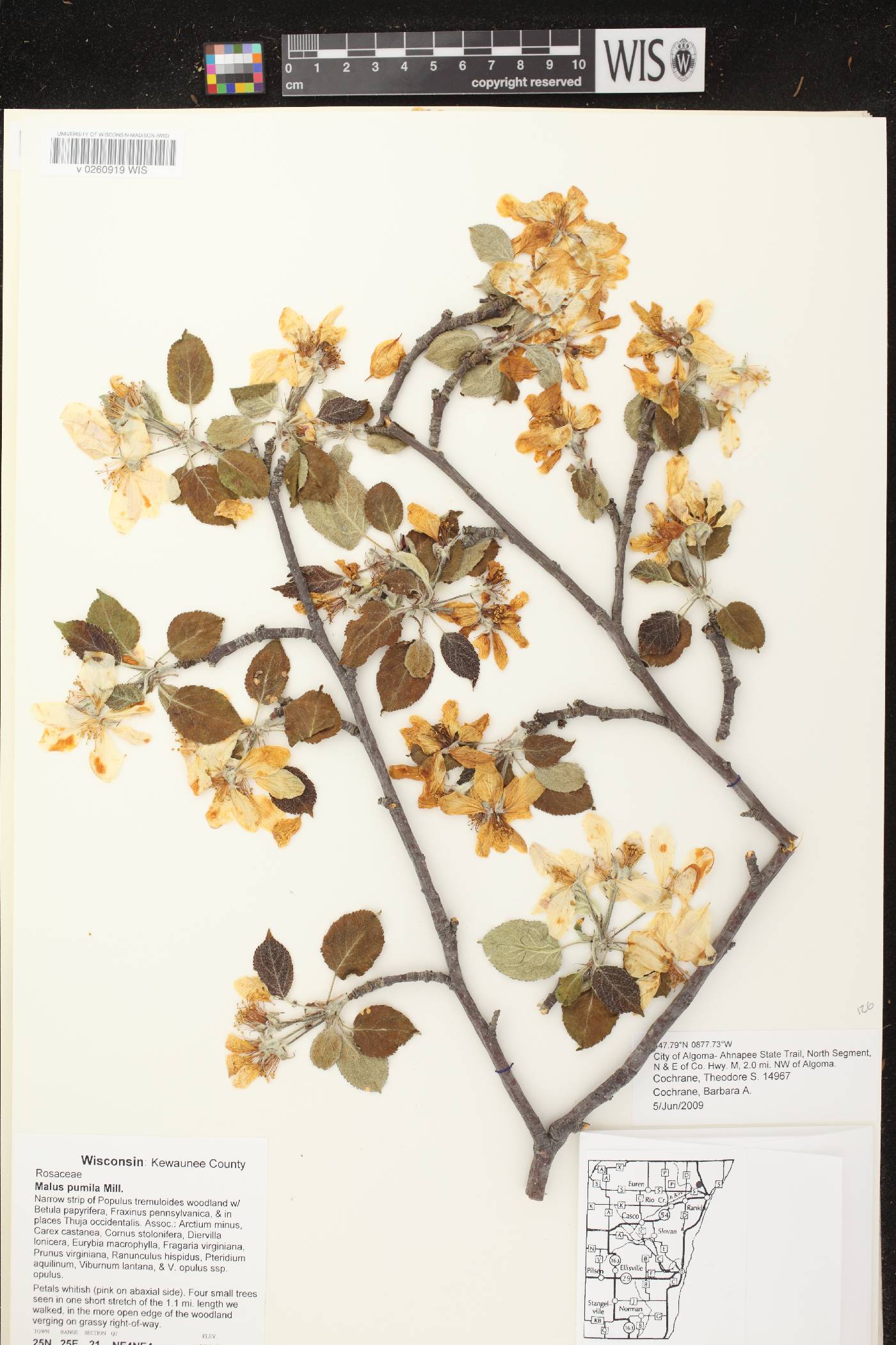 Malus pumila image