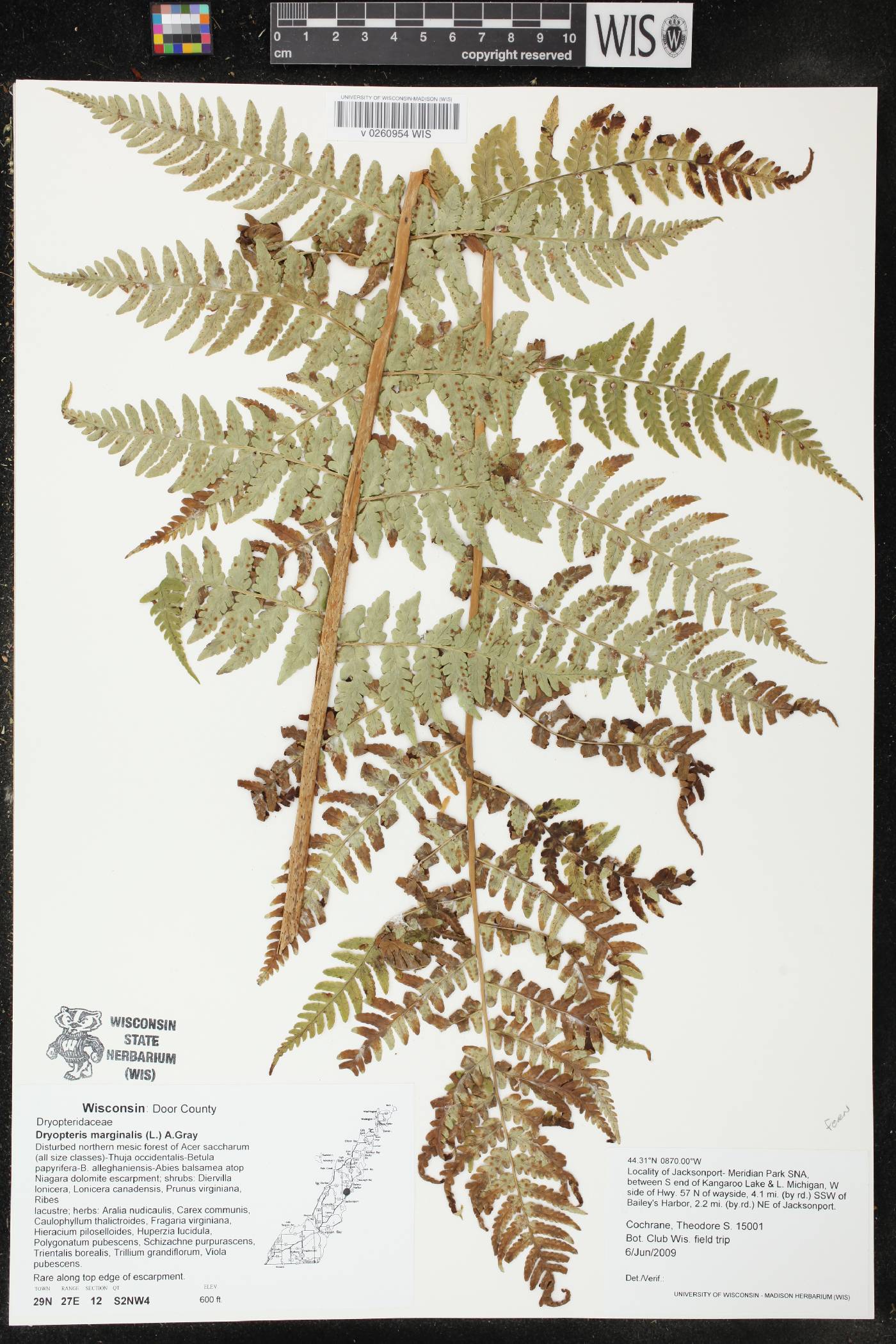 Dryopteris marginalis image