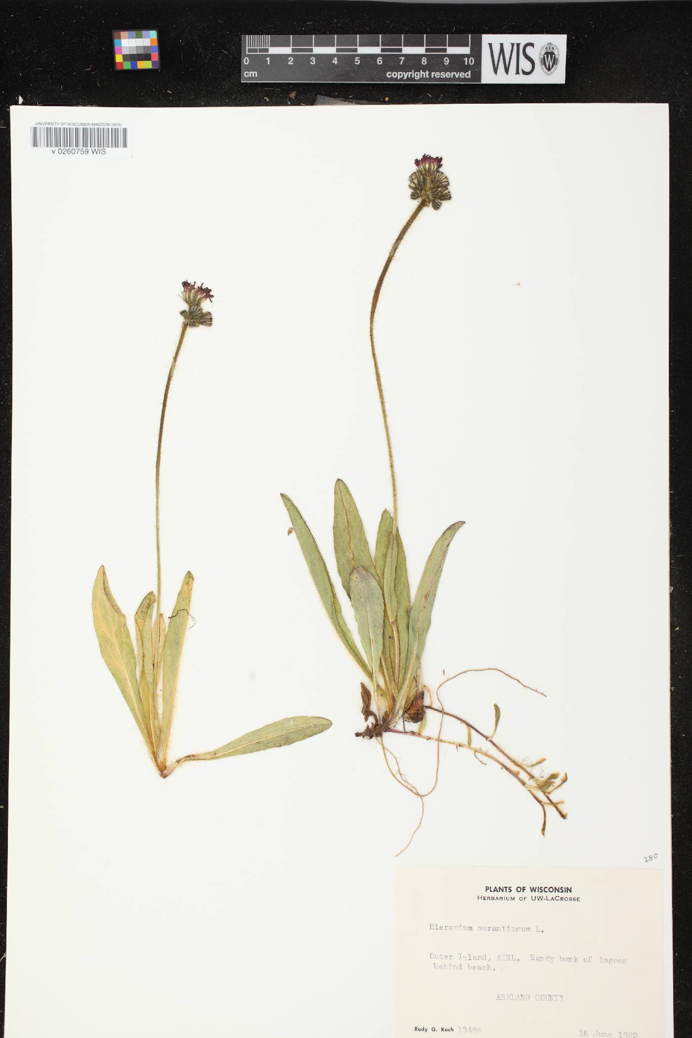 Hieracium aurantiacum image