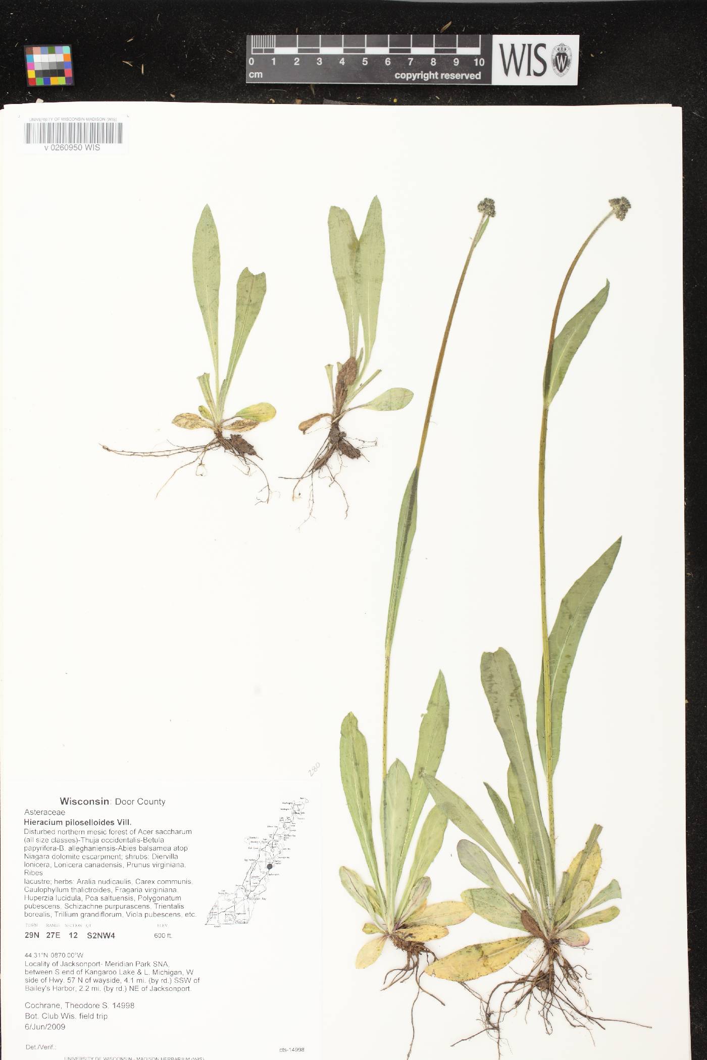 Hieracium piloselloides image