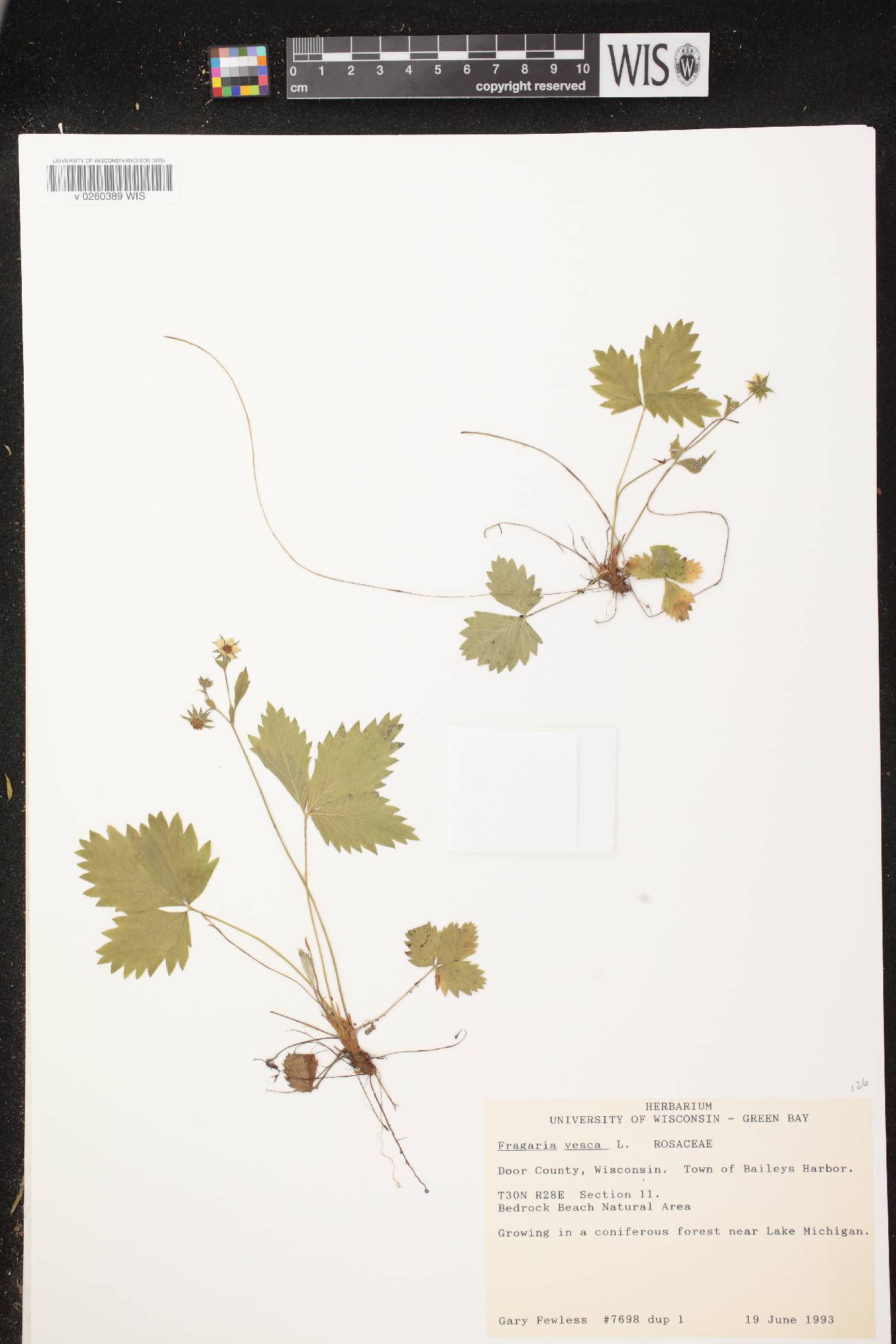 Fragaria vesca subsp. americana image