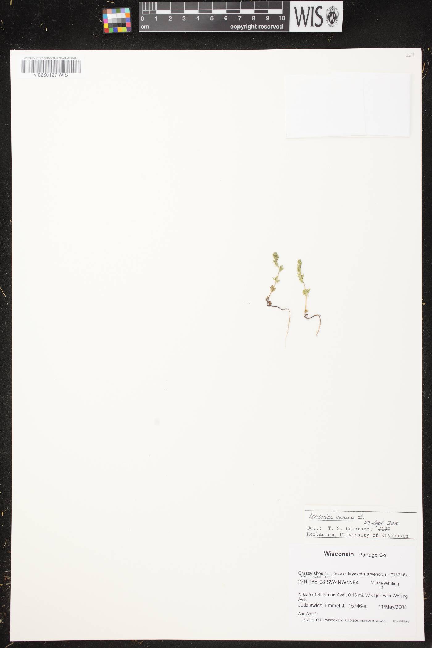 Veronica verna image