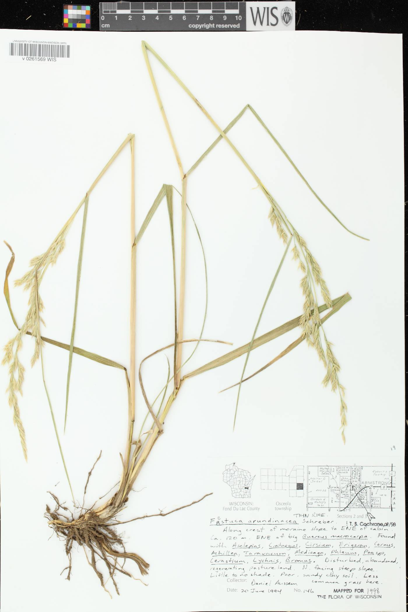 Lolium arundinaceum image