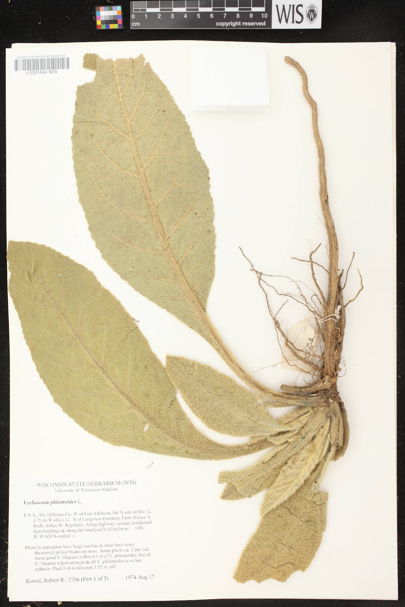 Verbascum phlomoides image
