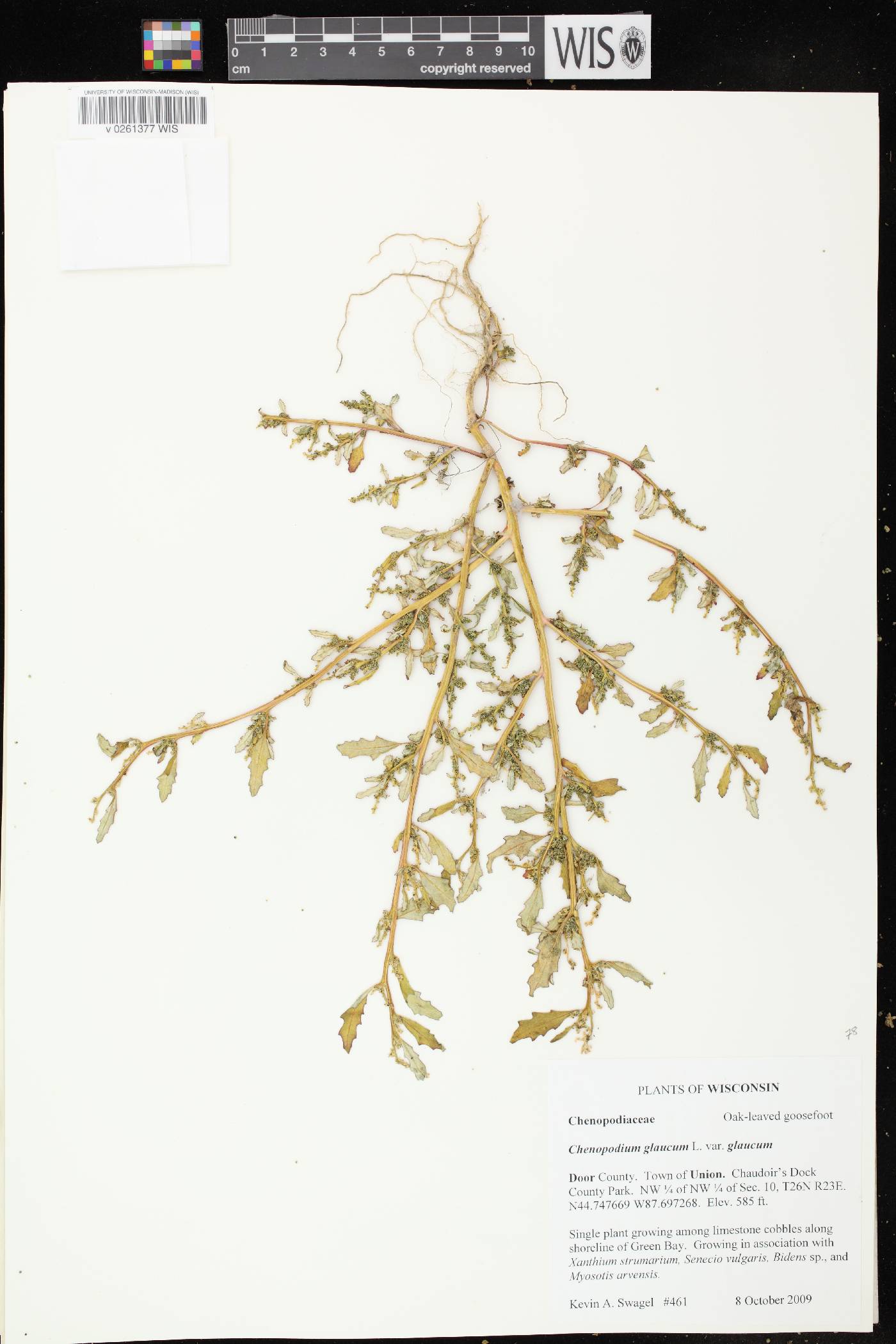 Chenopodium glaucum image
