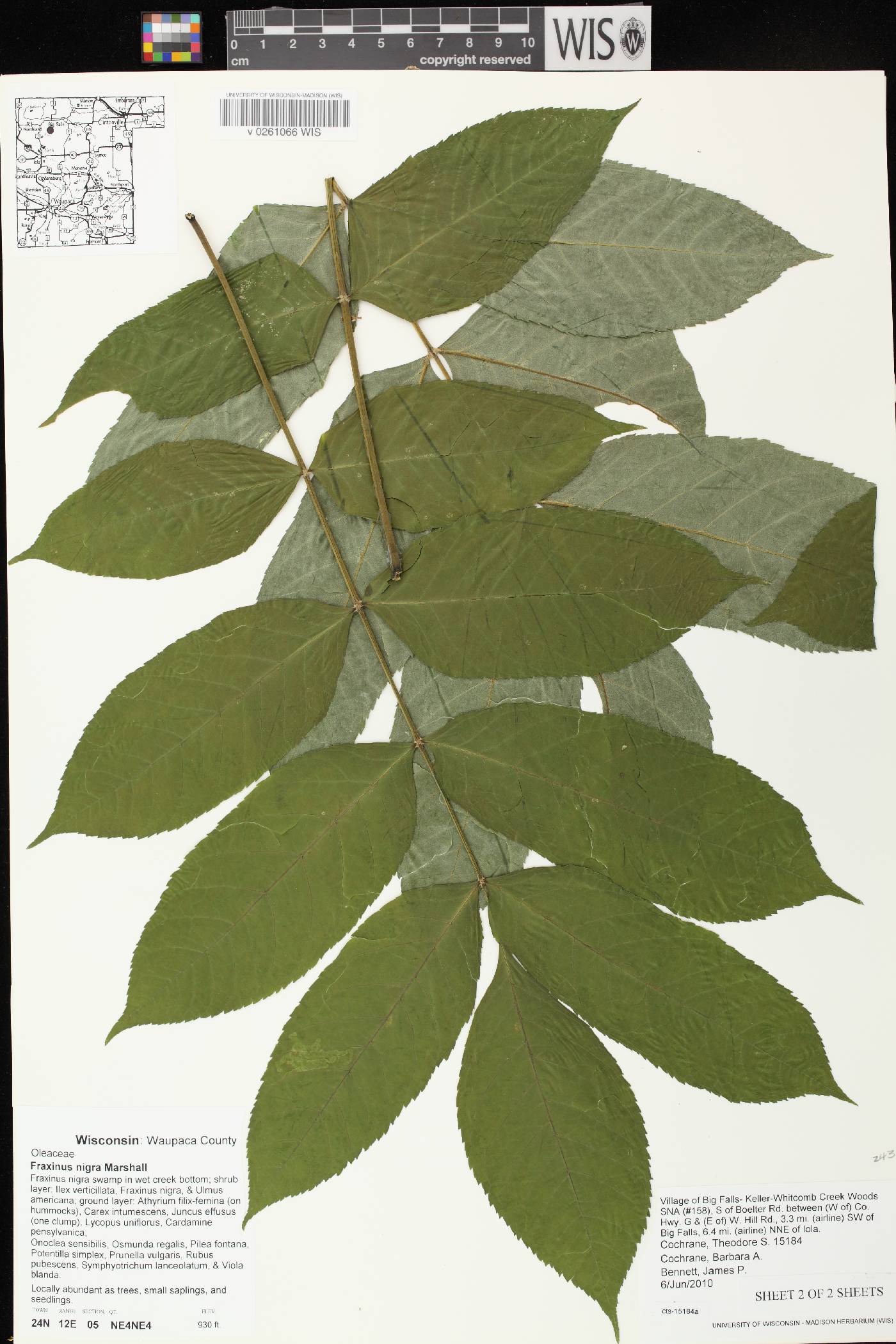 Fraxinus nigra image