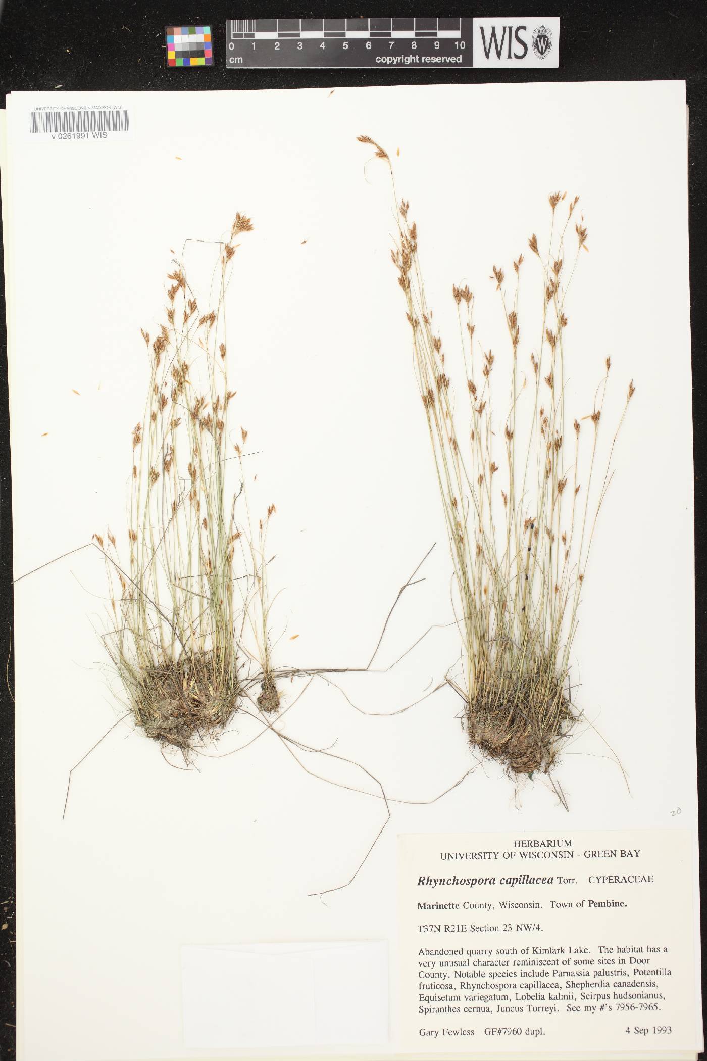 Rhynchospora capillacea image